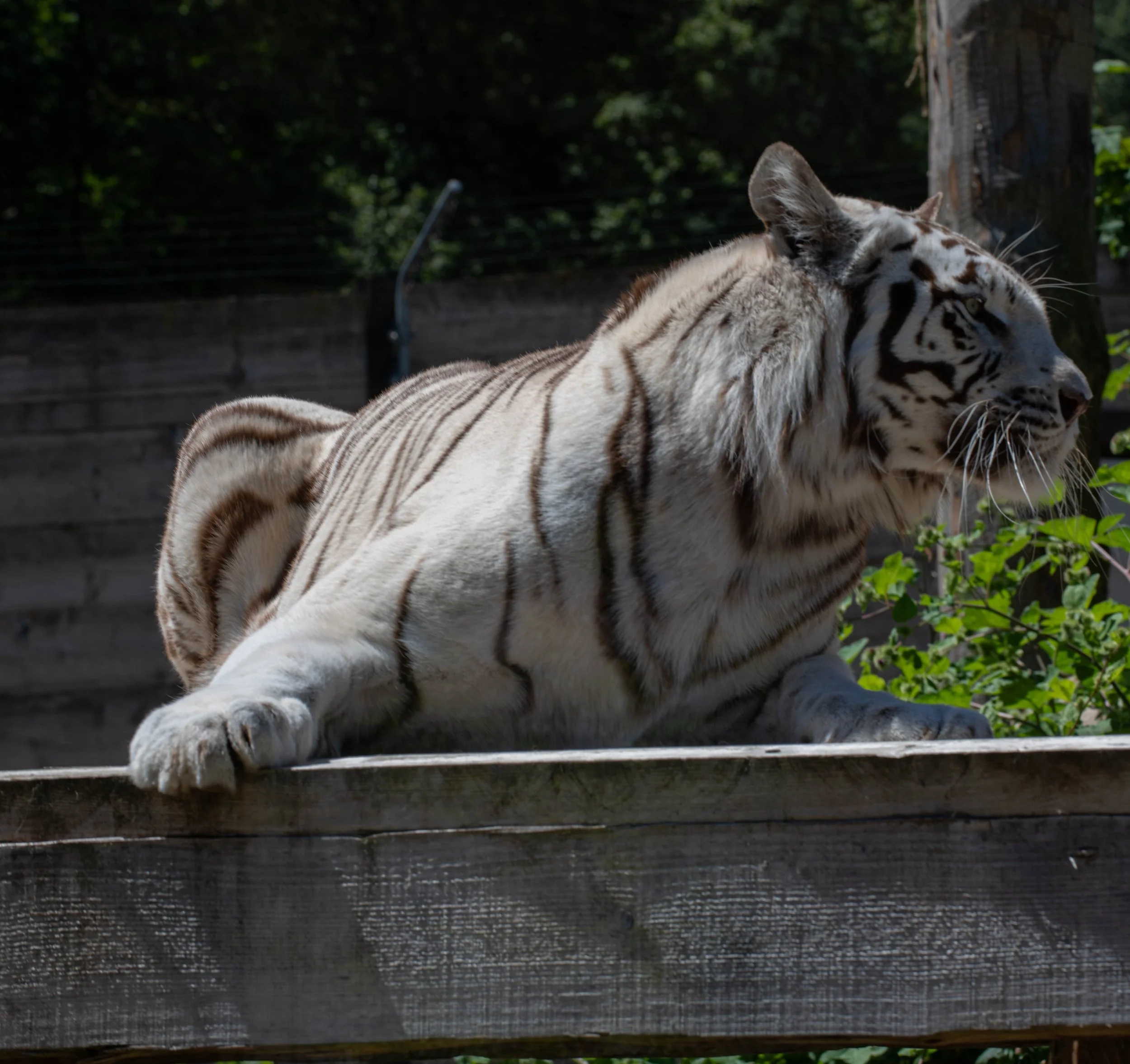 Weißes Tigerläufer mit schwarzen Streifen, liegend auf Holzbrücke im Schatten, umgeben von grünen Blättern.