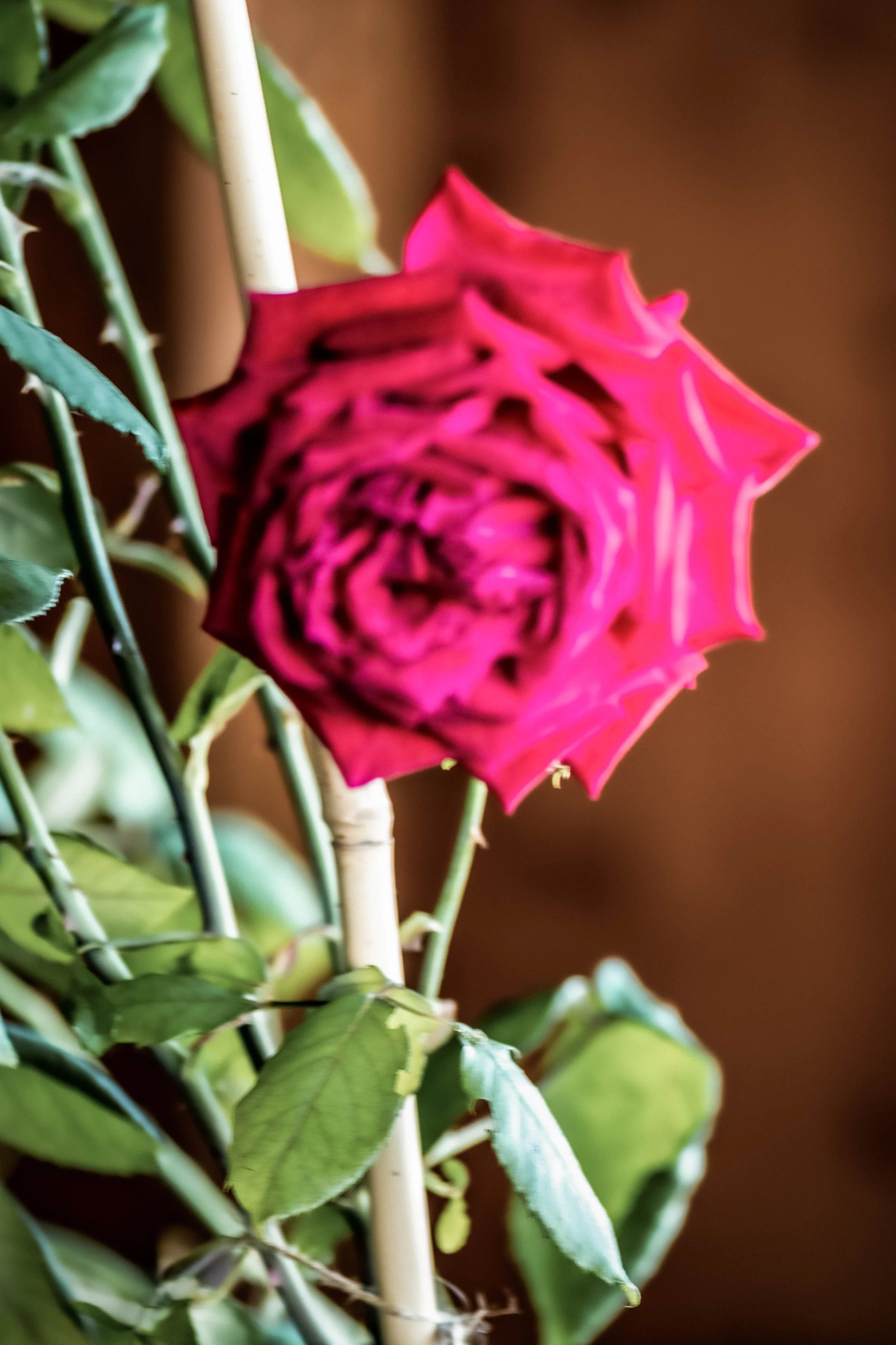 Gschwend Valentin-13.jpg