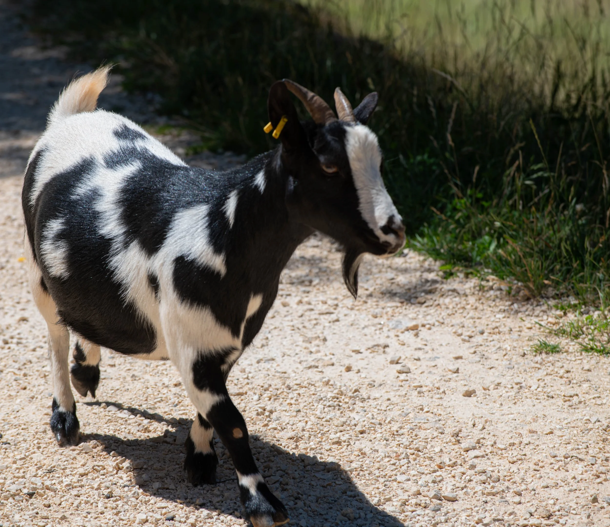 Ein schwarzes und weißes Ziegenjunges läuft auf einem kiesbedeckten Weg im Freien, im Hintergrund Blätter und Gras