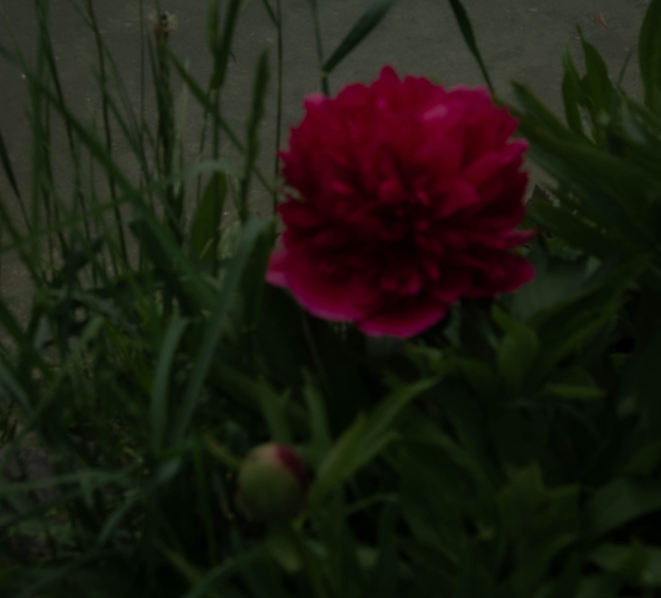 Eine rote Blume, umgeben von grünen Blättern, in einem Garten