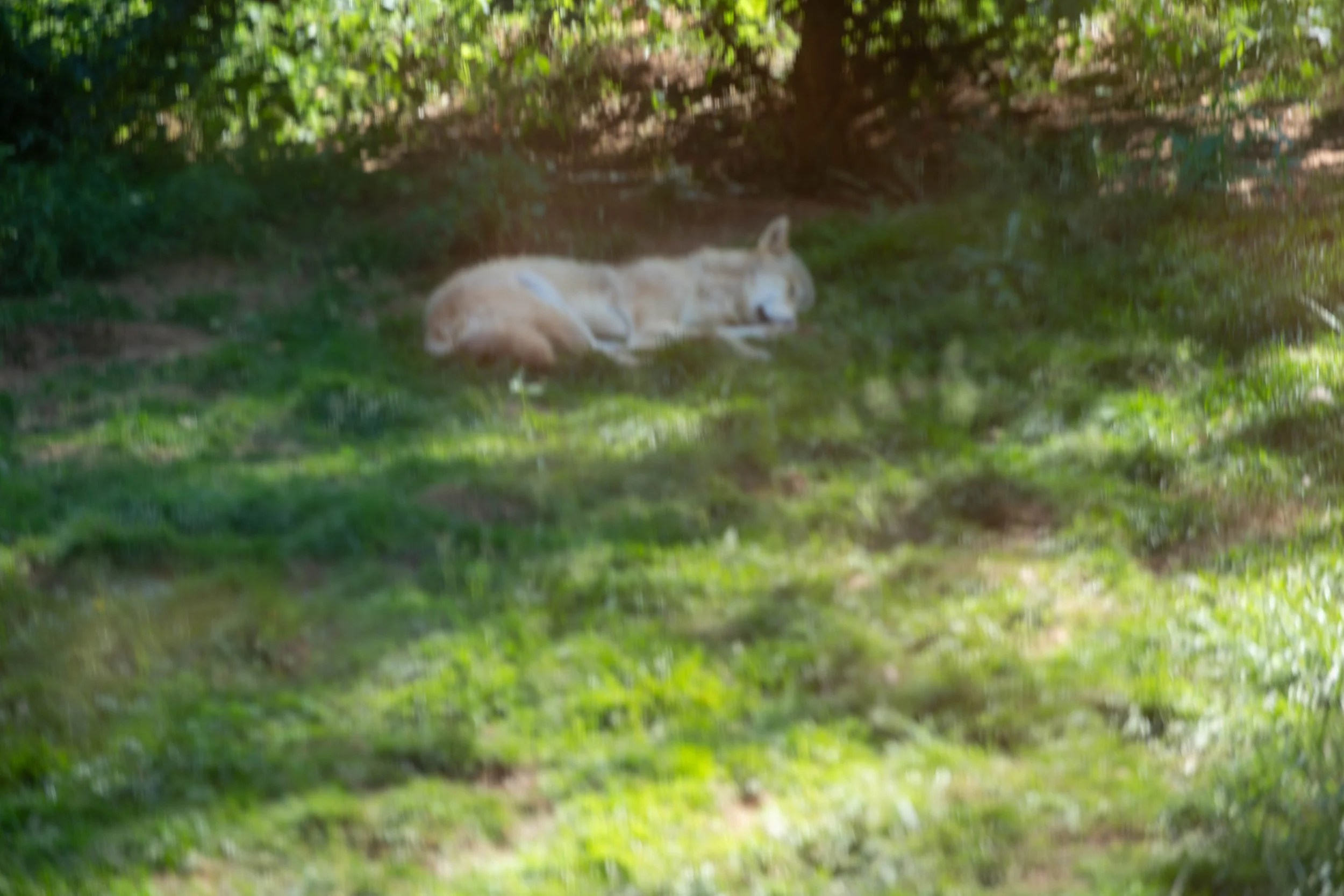 Zwei Wölfe ruhen sich im Schatten auf grünem Gras aus.