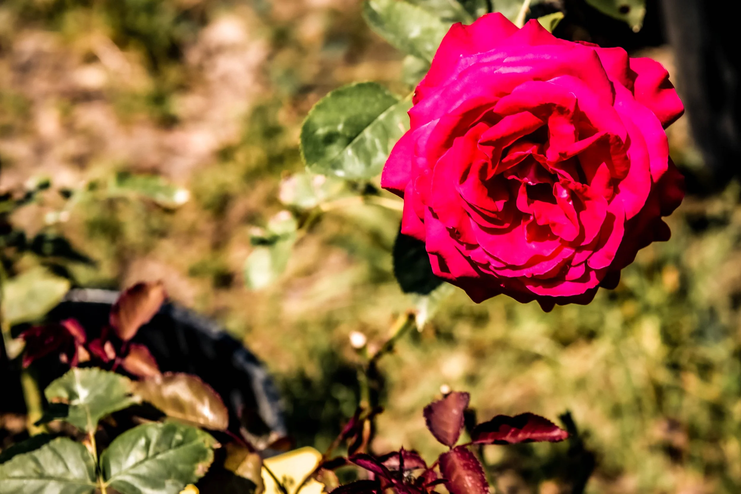 Rote Rose im Garten
