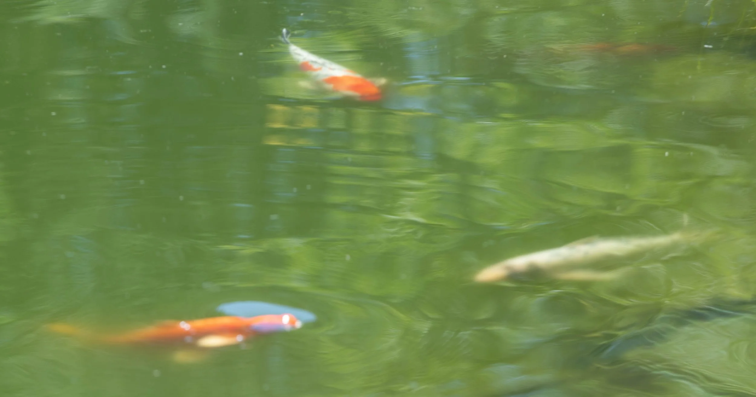 Fische schwimmen in einem grünen Teich.