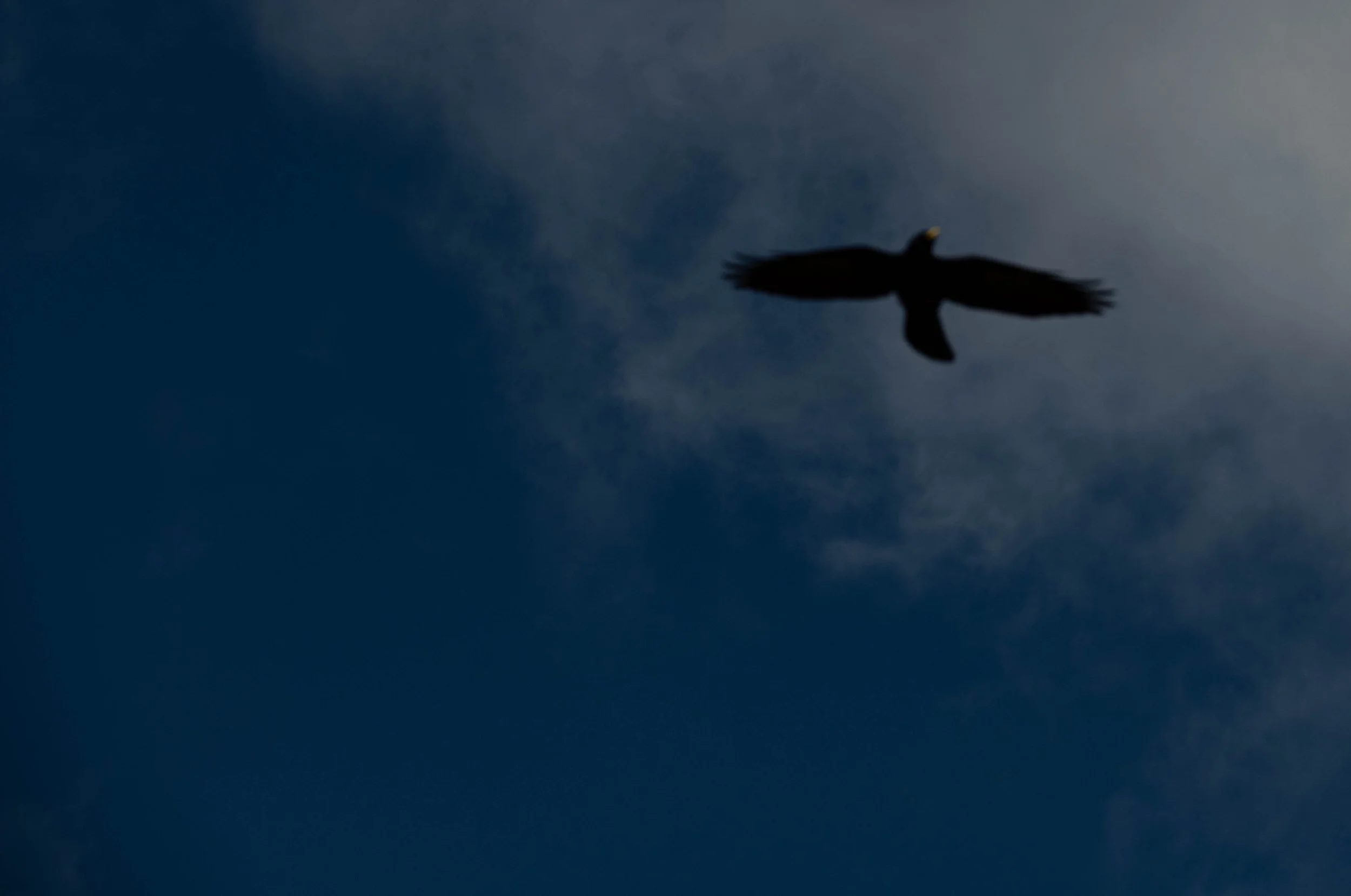 Der Schatten eines Vogels, möglicherweise eines Adlers oder Rahns, fliegt durch den Himmel bei Sonnenuntergang oder -aufgang.