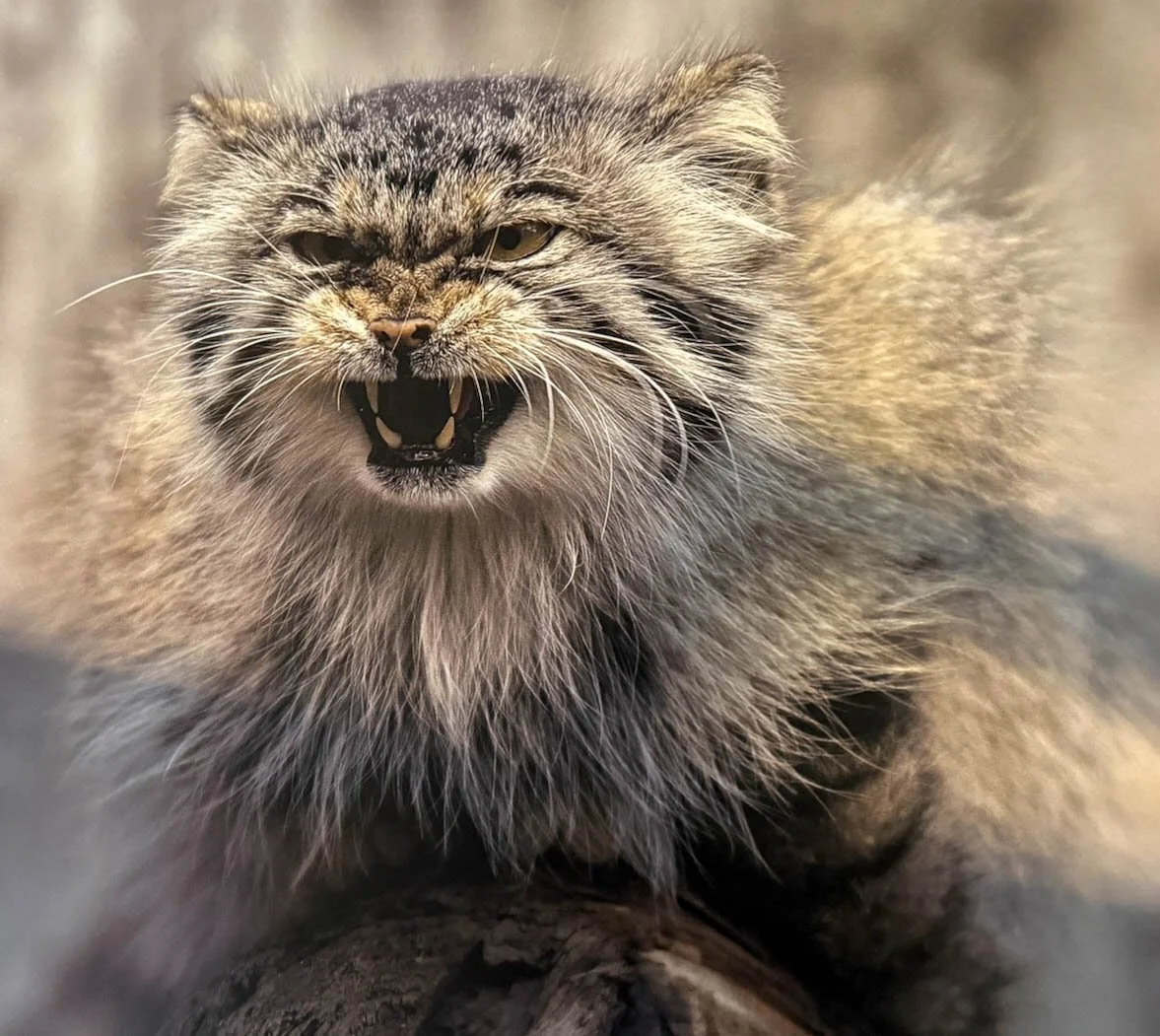 Pallas Katze mit gefletschten  Zähnen 