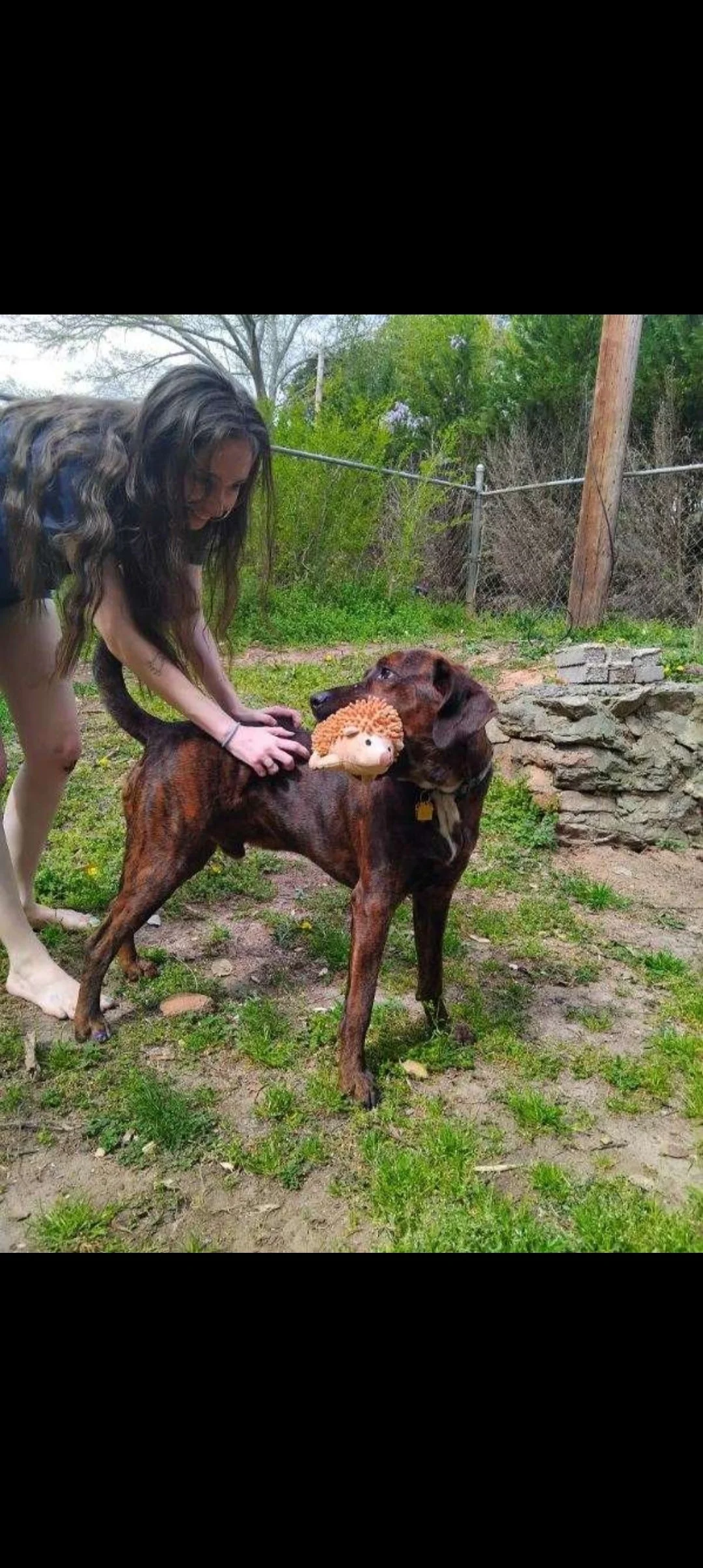 A young woman with long dark hair playing with a brown dog outdoors. The dog has a plush toy in its mouth resembling a hedgehog. The area is grassy with trees and a wooden fence in the background.