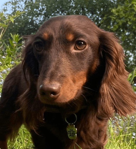 A brown dog with long ears and a collar, outdoors in a grassy area with trees in the background.