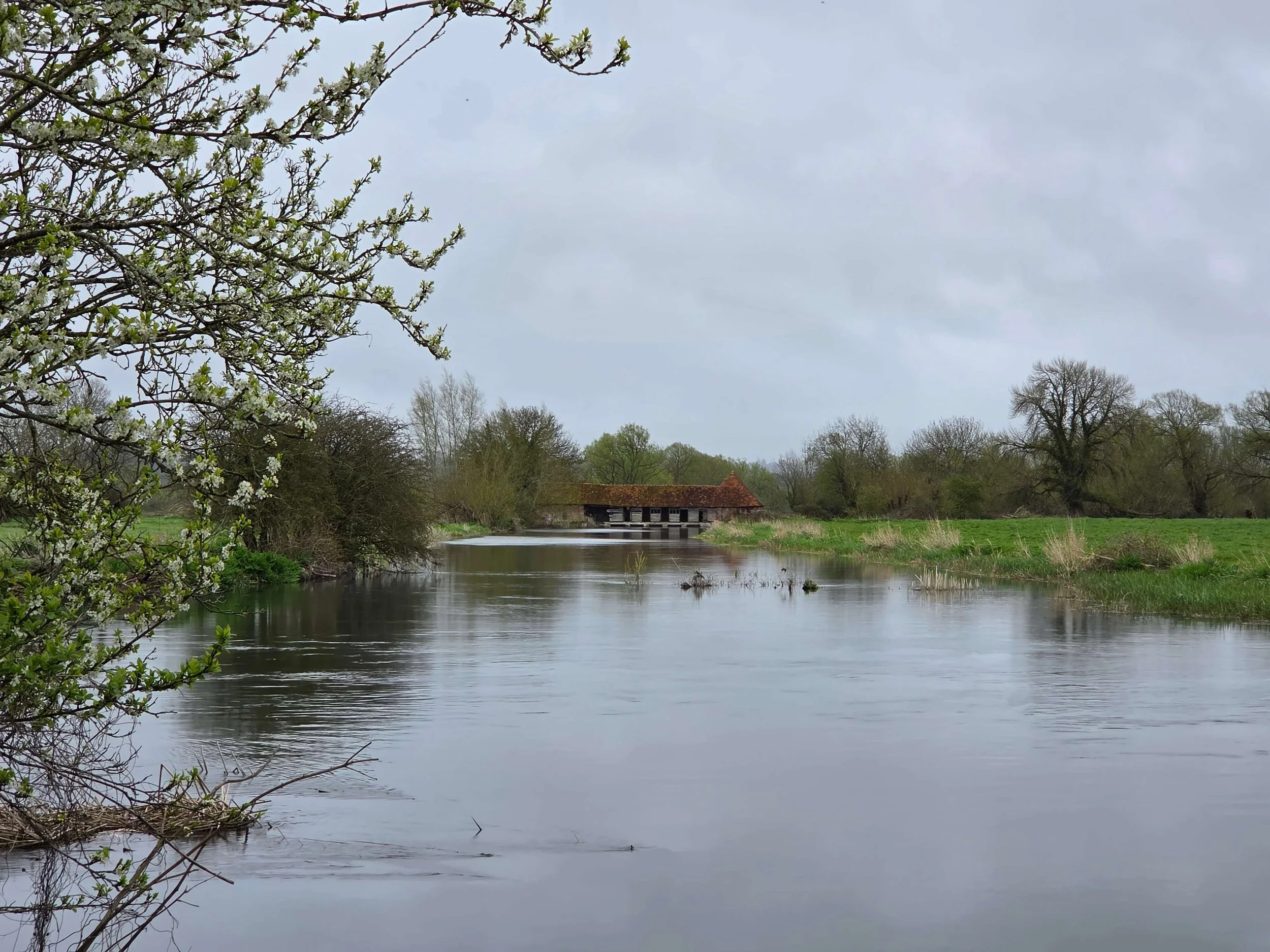 View of historic water meadows in a conservation area, river with water plants and trees in the foreground, trees along the river line, and a listed brick and timber weather boarded sluice house.