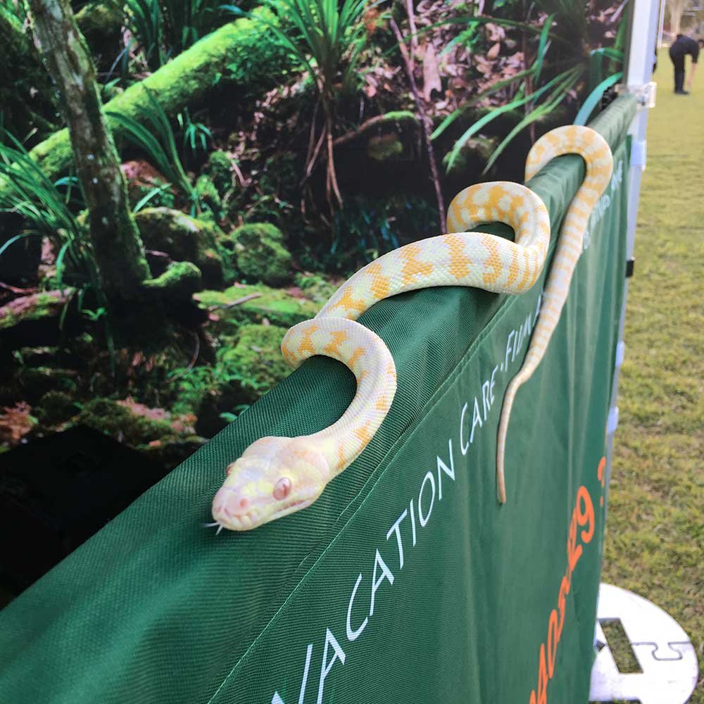 albino-snake.jpg