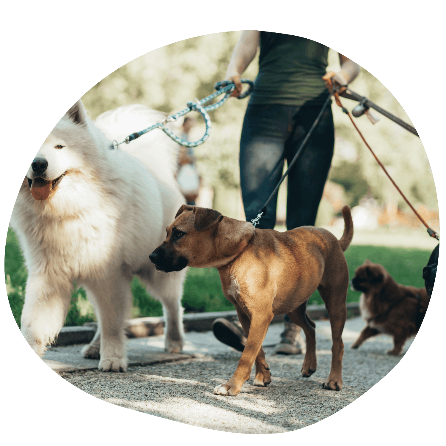 En person som håller i kopplen till flera hundar i en park, inklusive en vit fluffy hund och en brun hund, med andra hundar i bakgrunden.