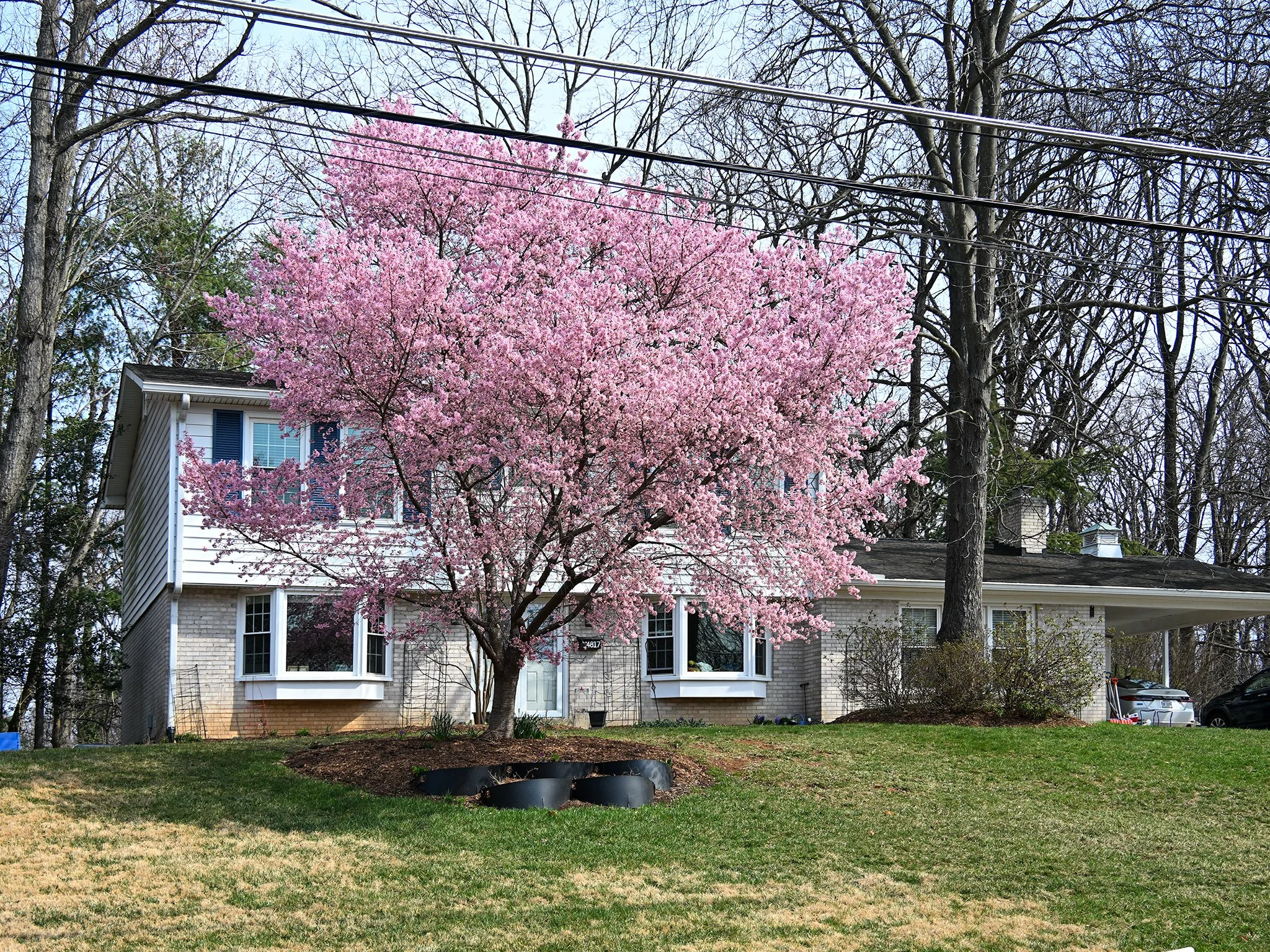 Front Tree_1.jpg
