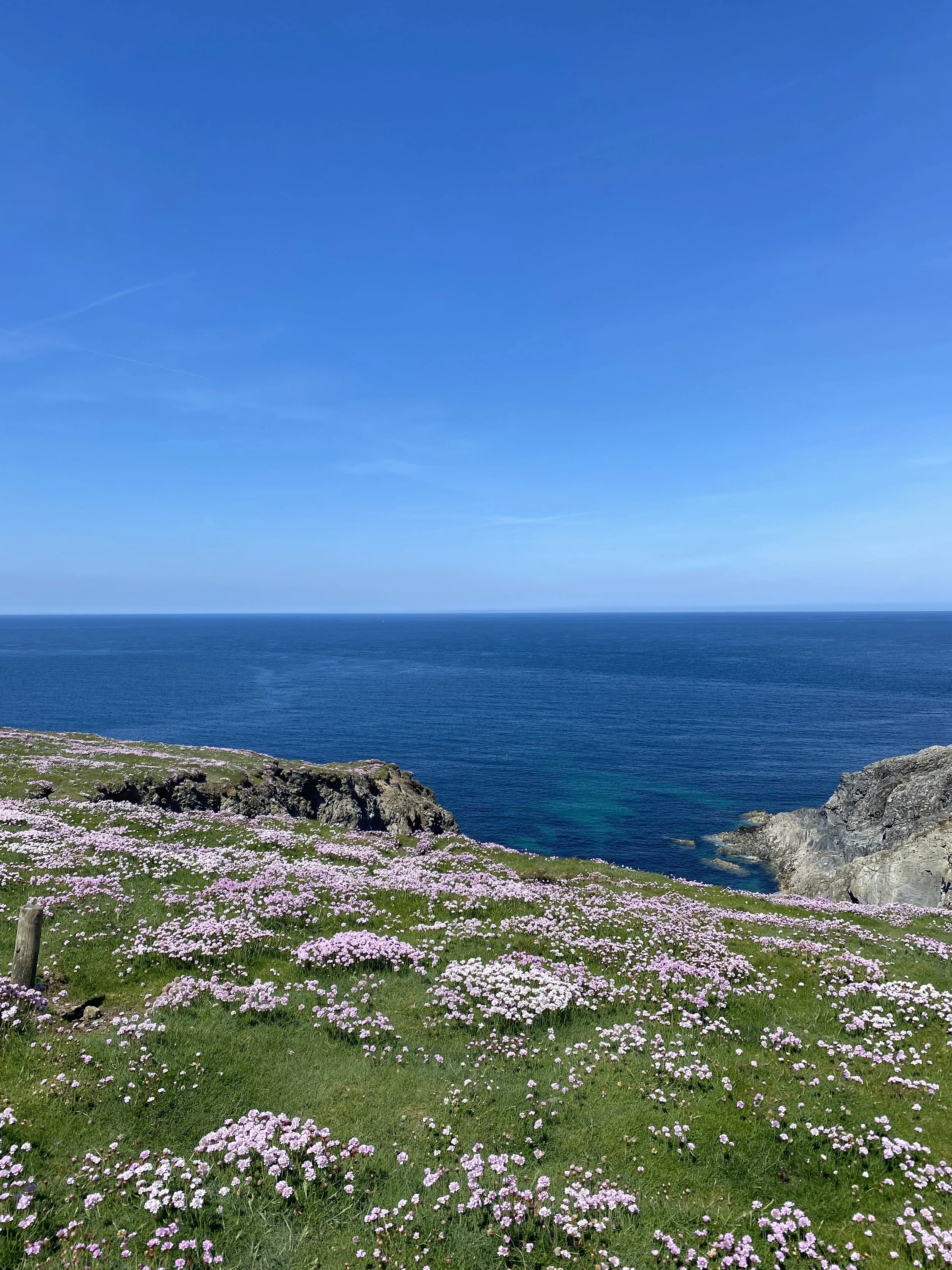 A coastal landscape with pink and white flowers in the foreground, rocky cliffs on the right, and the ocean under a clear blue sky in the background.
