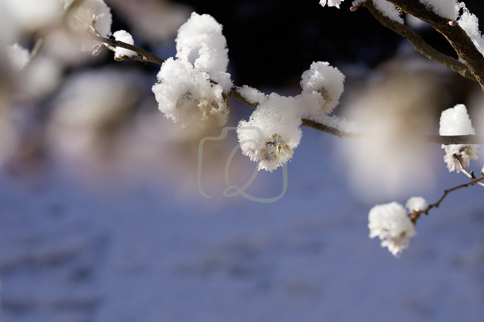 dream-snow-winter-blur-wm.jpg