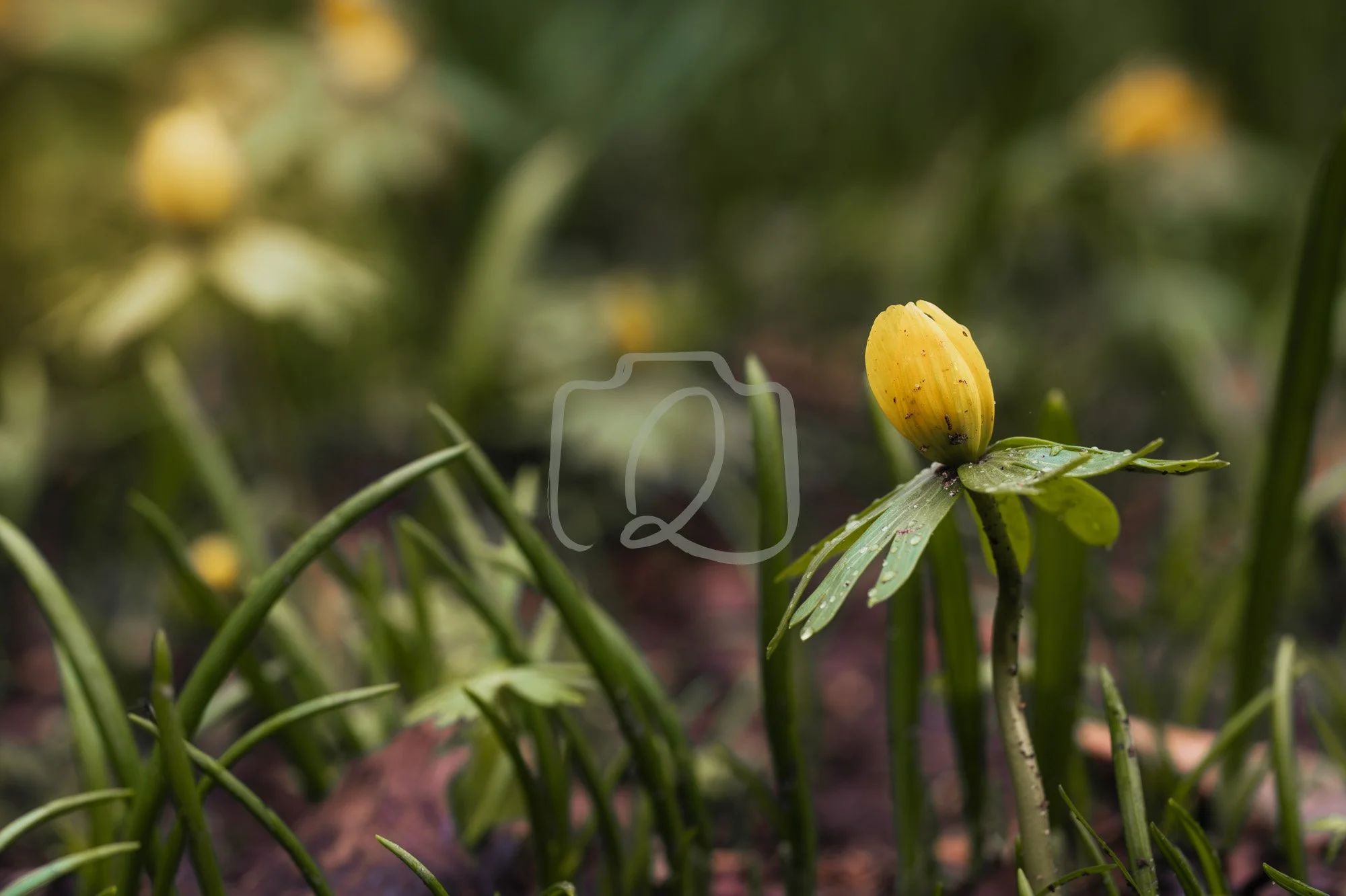 Yellow Spring Flower Bud in Soft Light