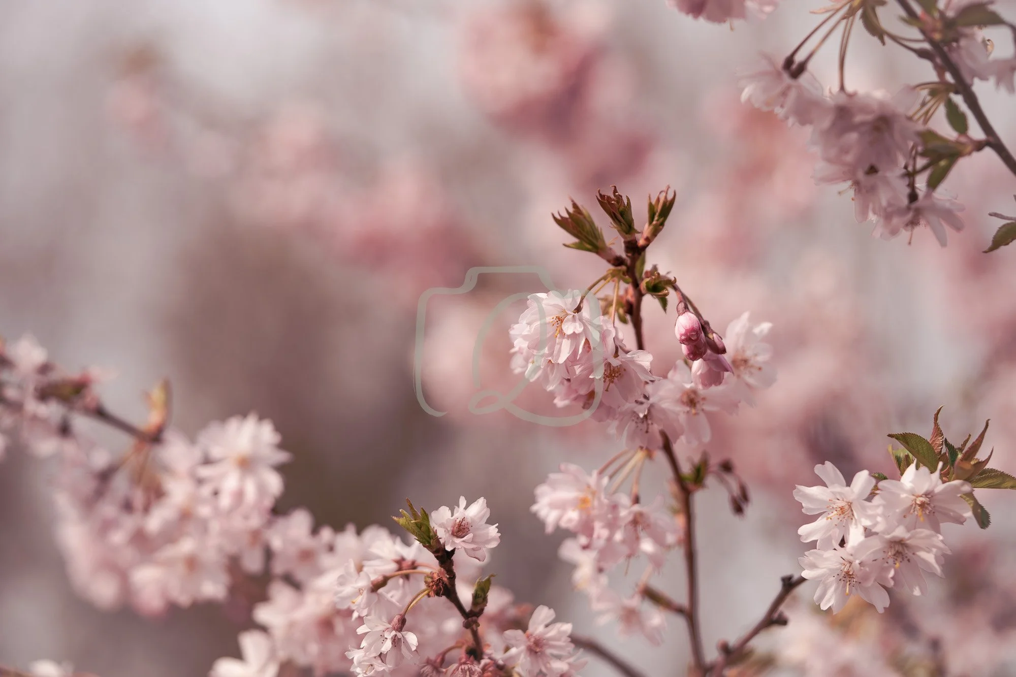 The Gentle Celebration