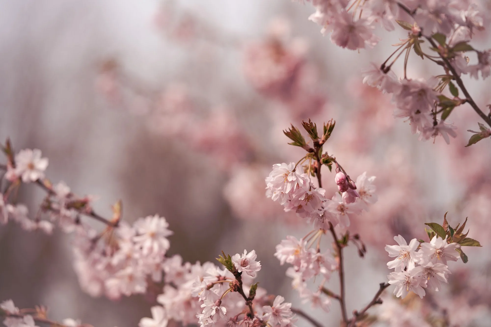 Close-up of pink cherry blossoms on a tree branch with a blurred background.