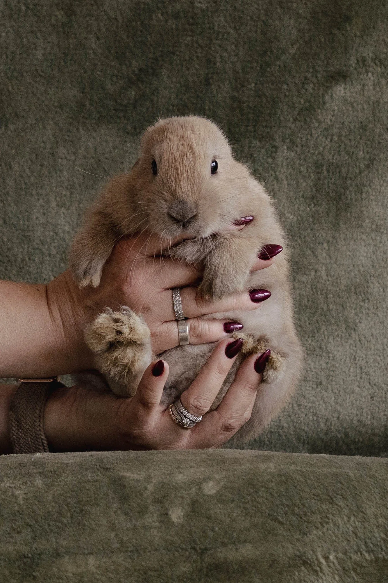 A person holding a small, fluffy, tan-colored rabbit with both hands. The person has dark red painted nails and is wearing rings.