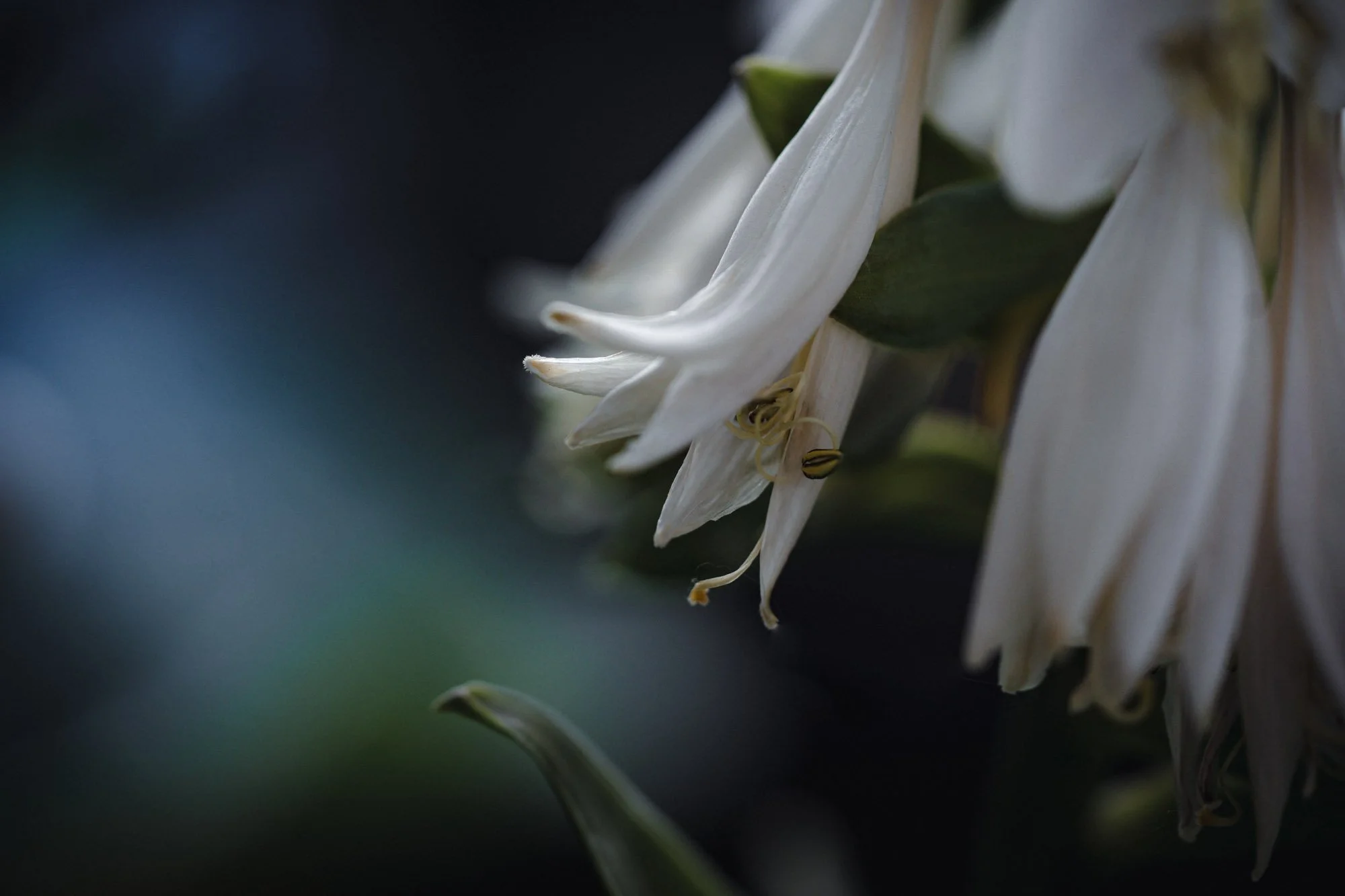 Close-up of white flowers with dark green leaves in the background.
