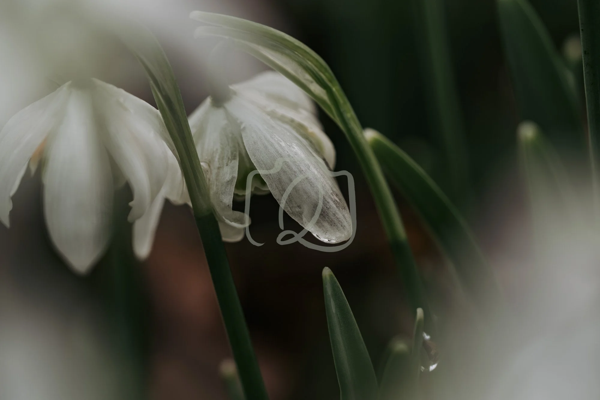 dream-ethereal-soft-snowdrop-wm.jpg