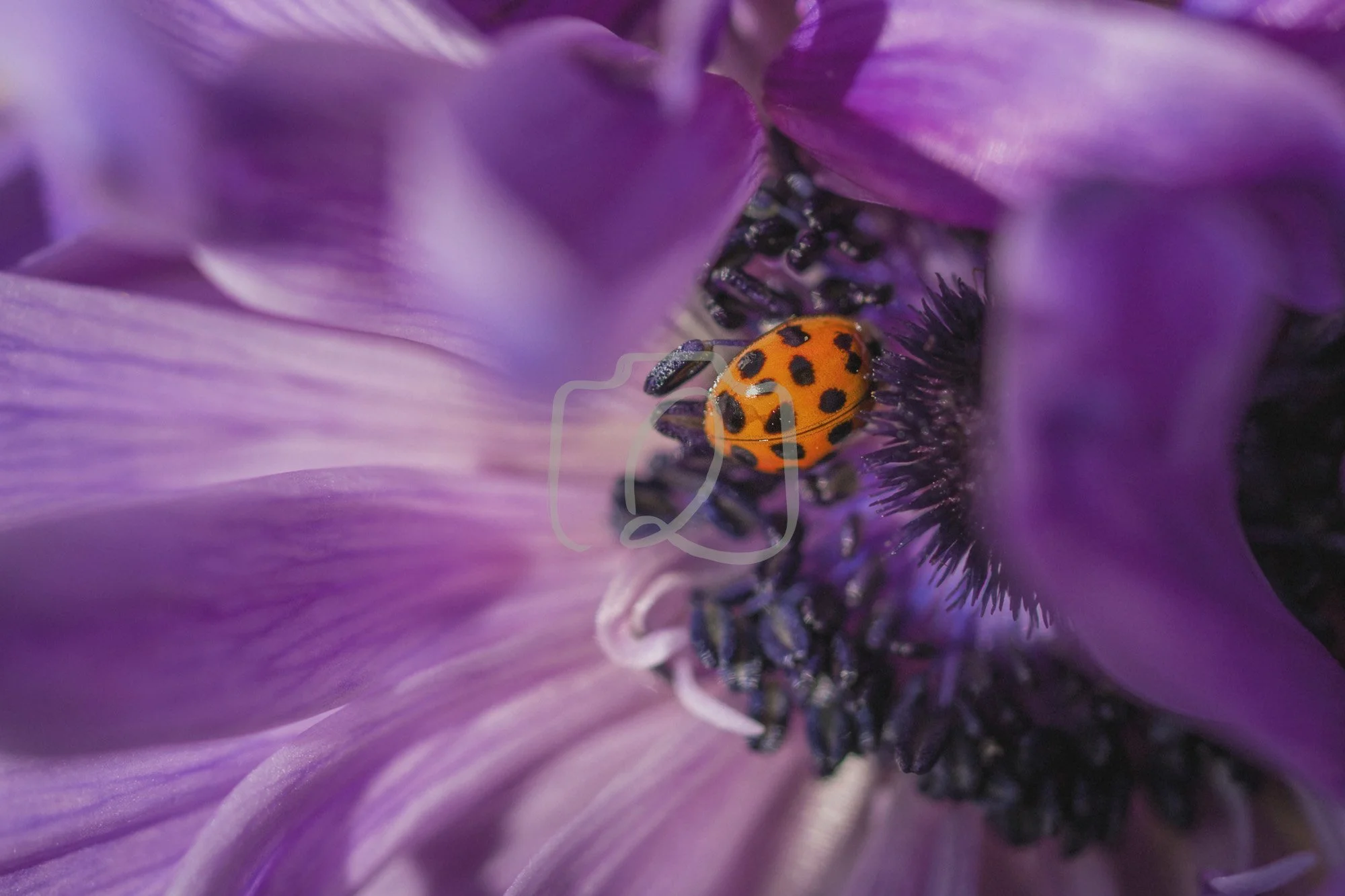 joy-ladybird-purple-soft-wm.jpg