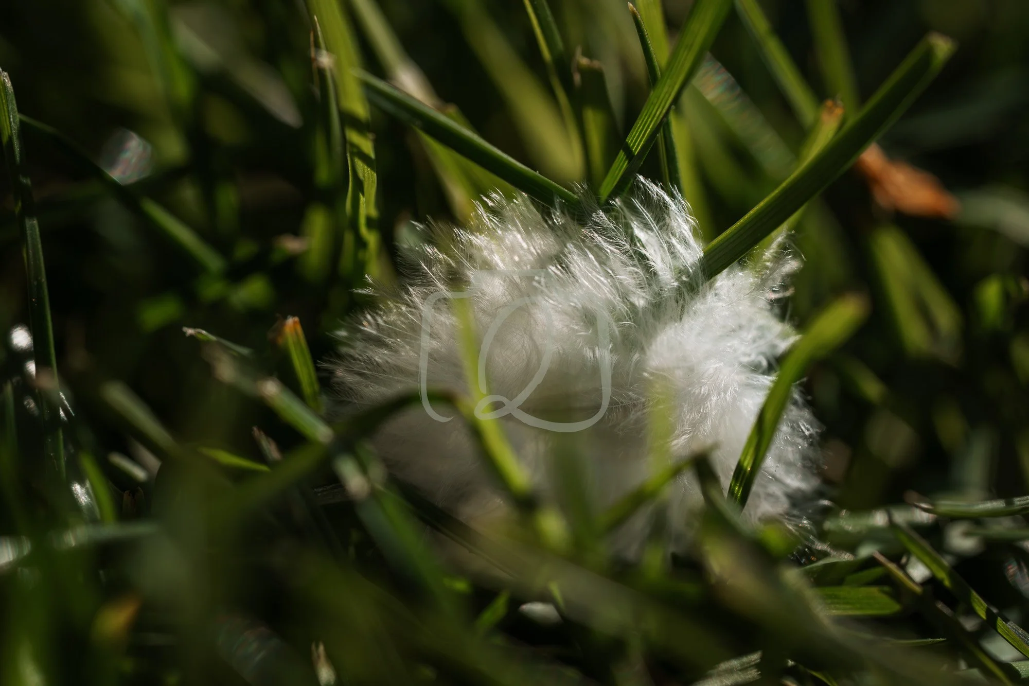 SPRING26_1344-Export WM-2.jpg