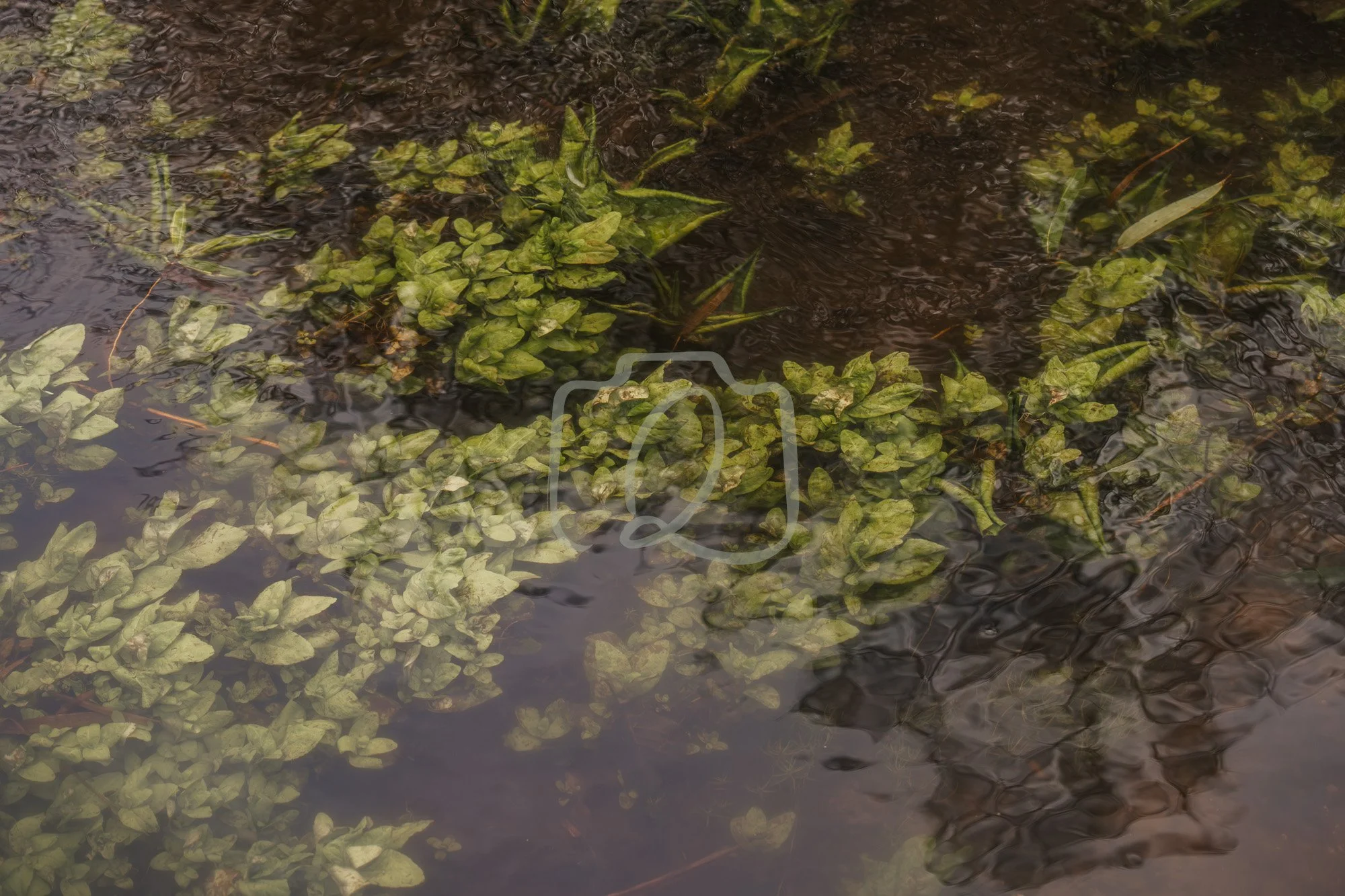 calm-water-weed-soft-wm.jpg