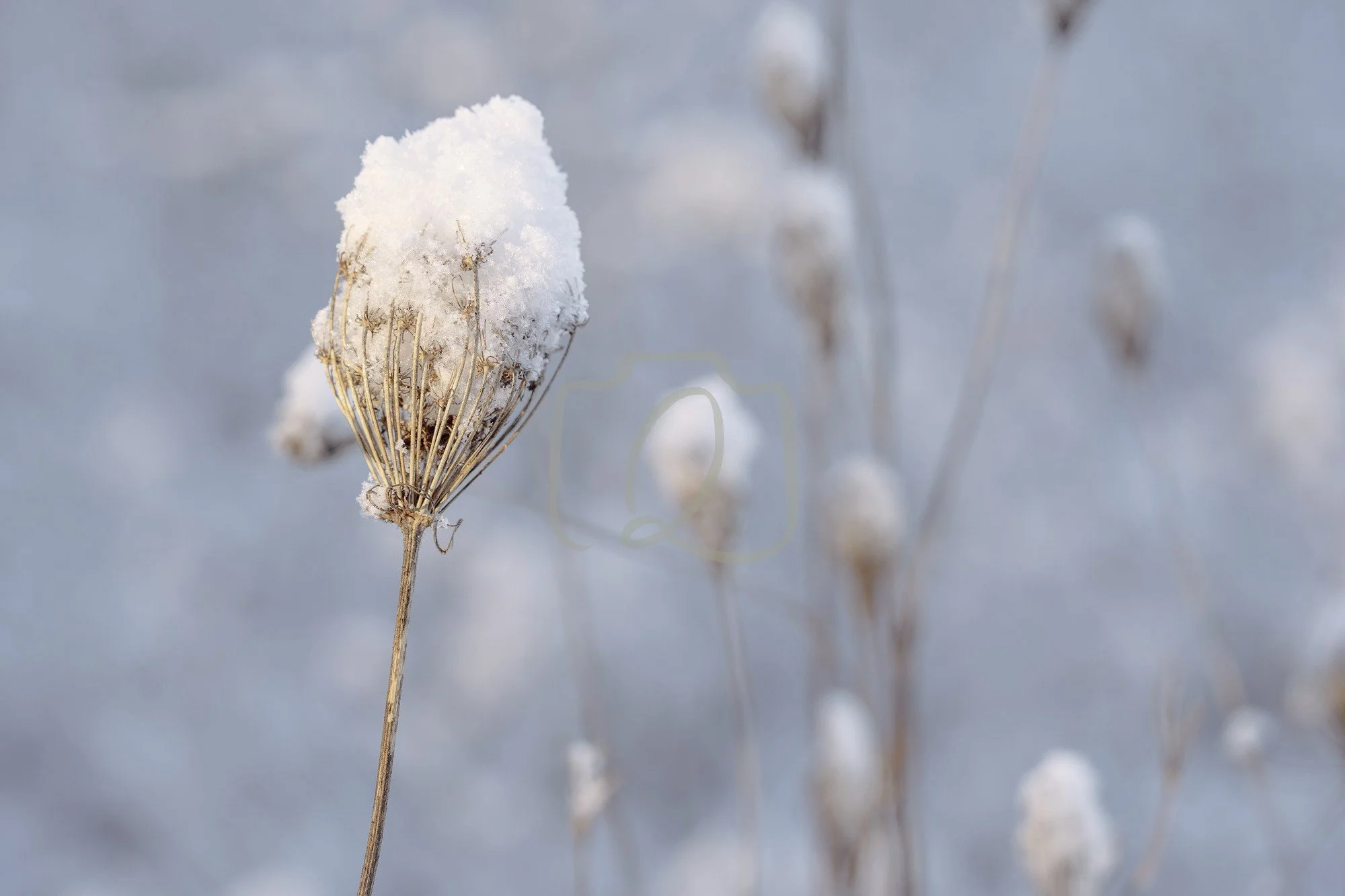 hope-snow-stem-winter-wm.jpg