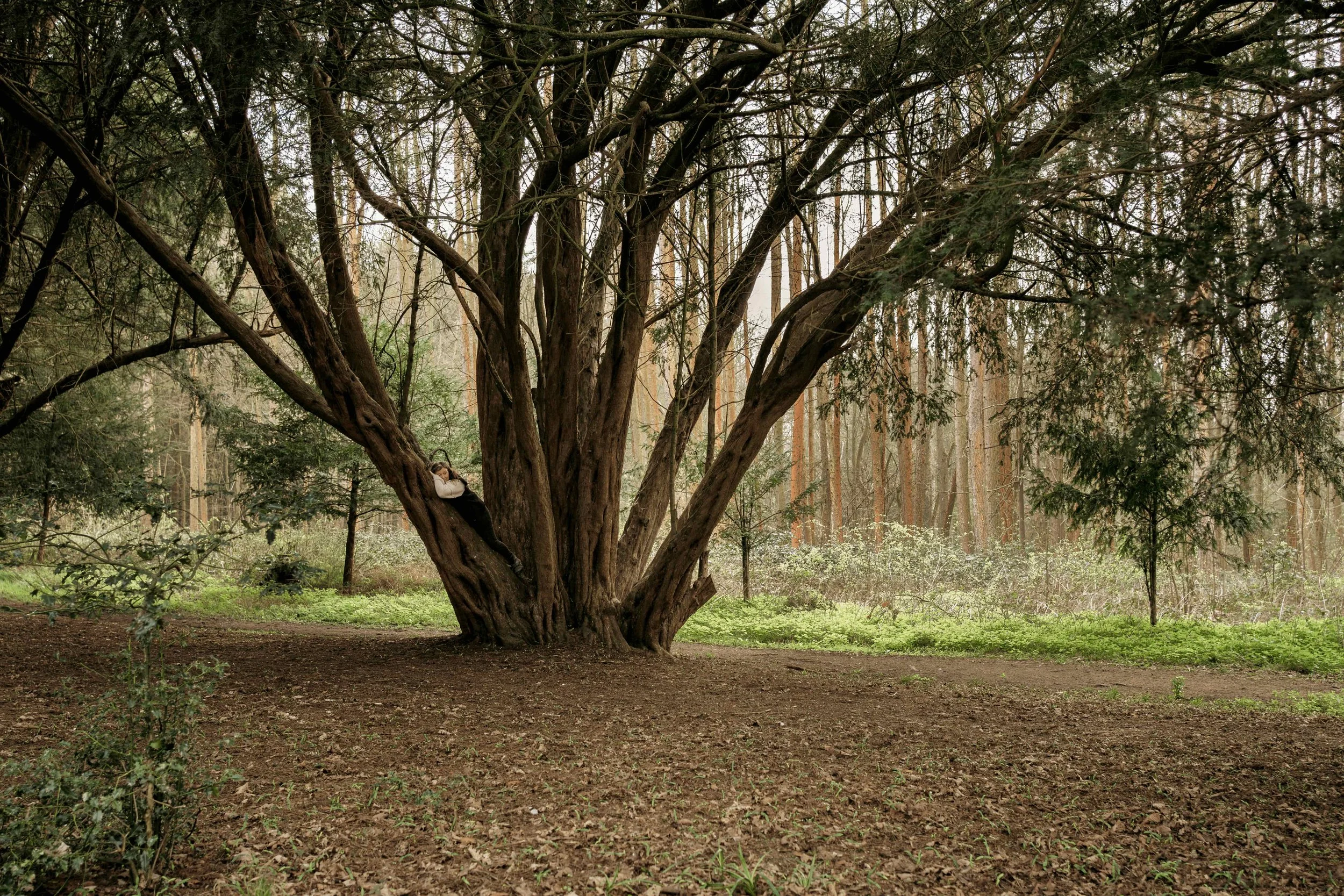 A large, gnarled tree in a forest clearing with a person sitting on a branch, surrounded by dense woodland and tall trees in the background.