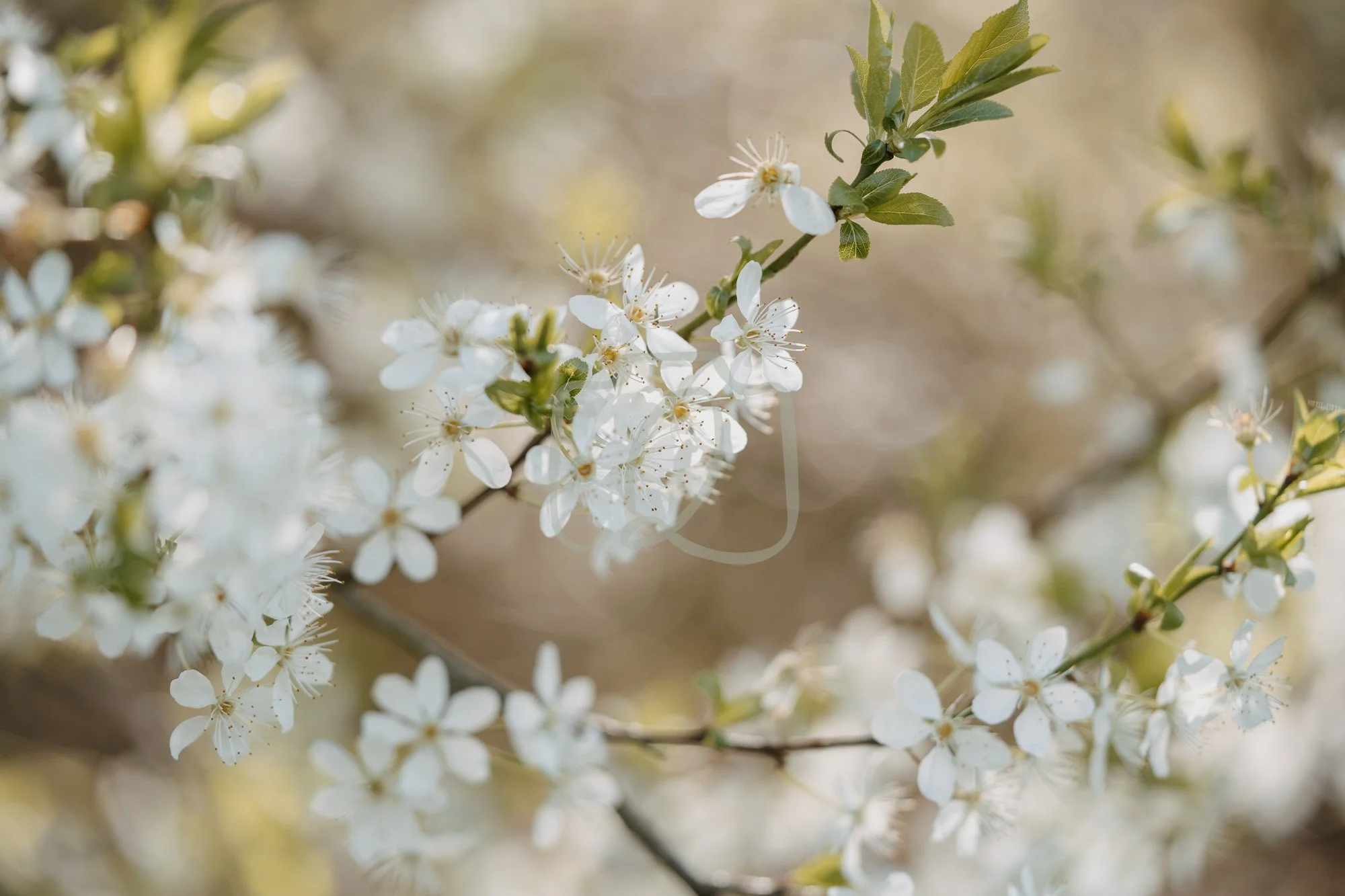 The Brightening Branch