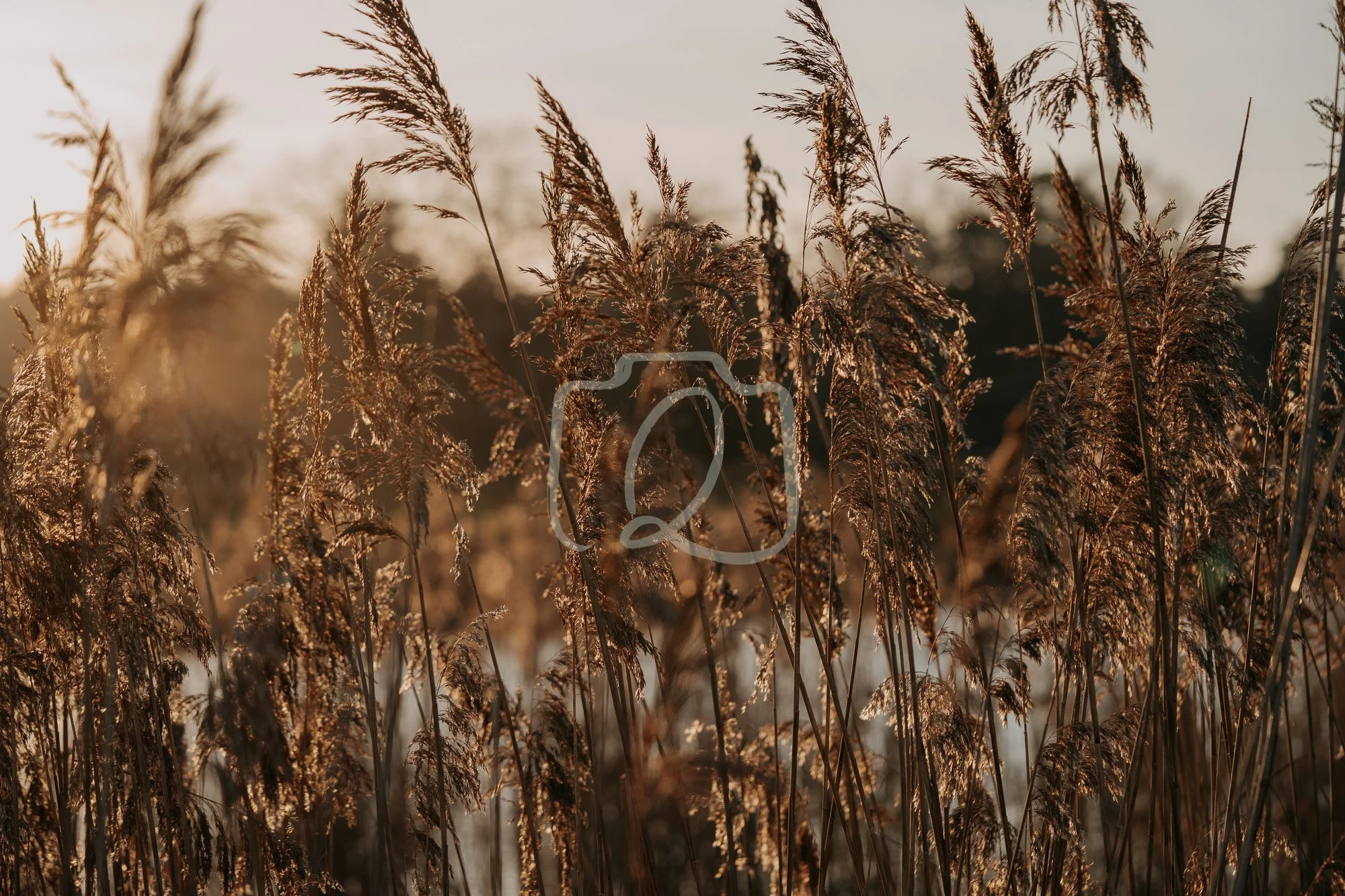 The Whispering Field