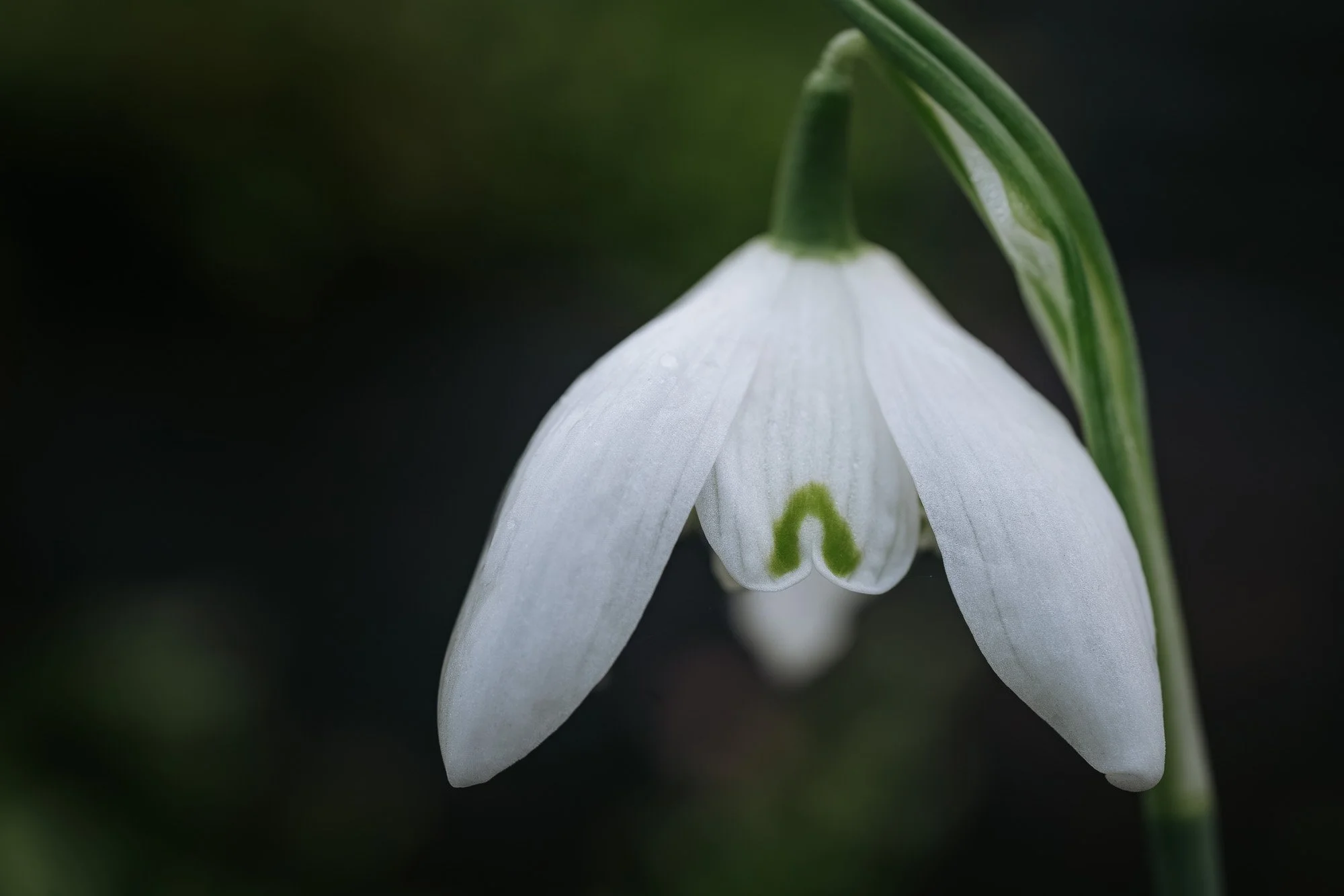 Close-up of a white snowdrop flower hanging downward with a dark green background.