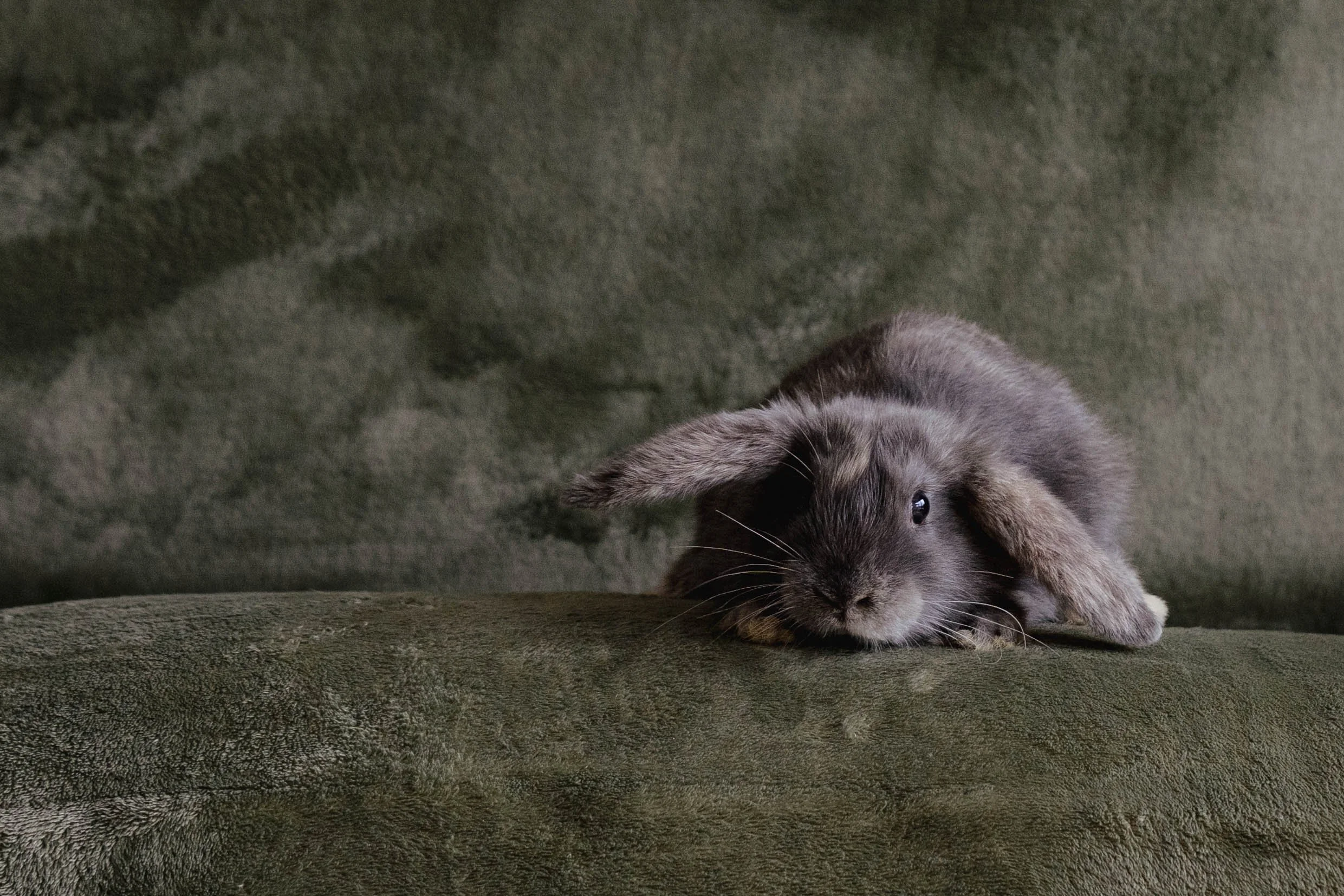 A gray rabbit with long floppy ears lying on a green couch.
