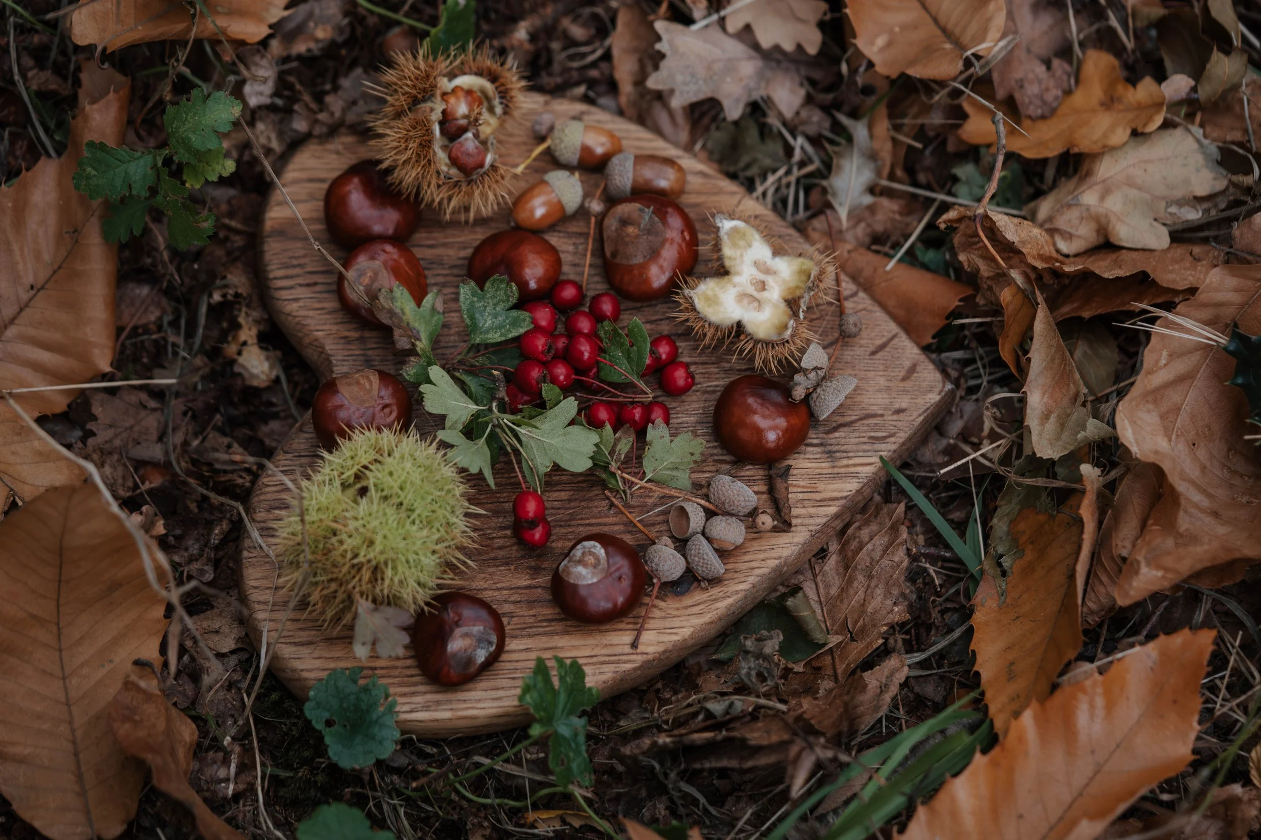 A wooden cutting board on the ground surrounded by dry leaves, holding acorns, chestnuts, a spiky chestnut burr, red berries, and green leaves.