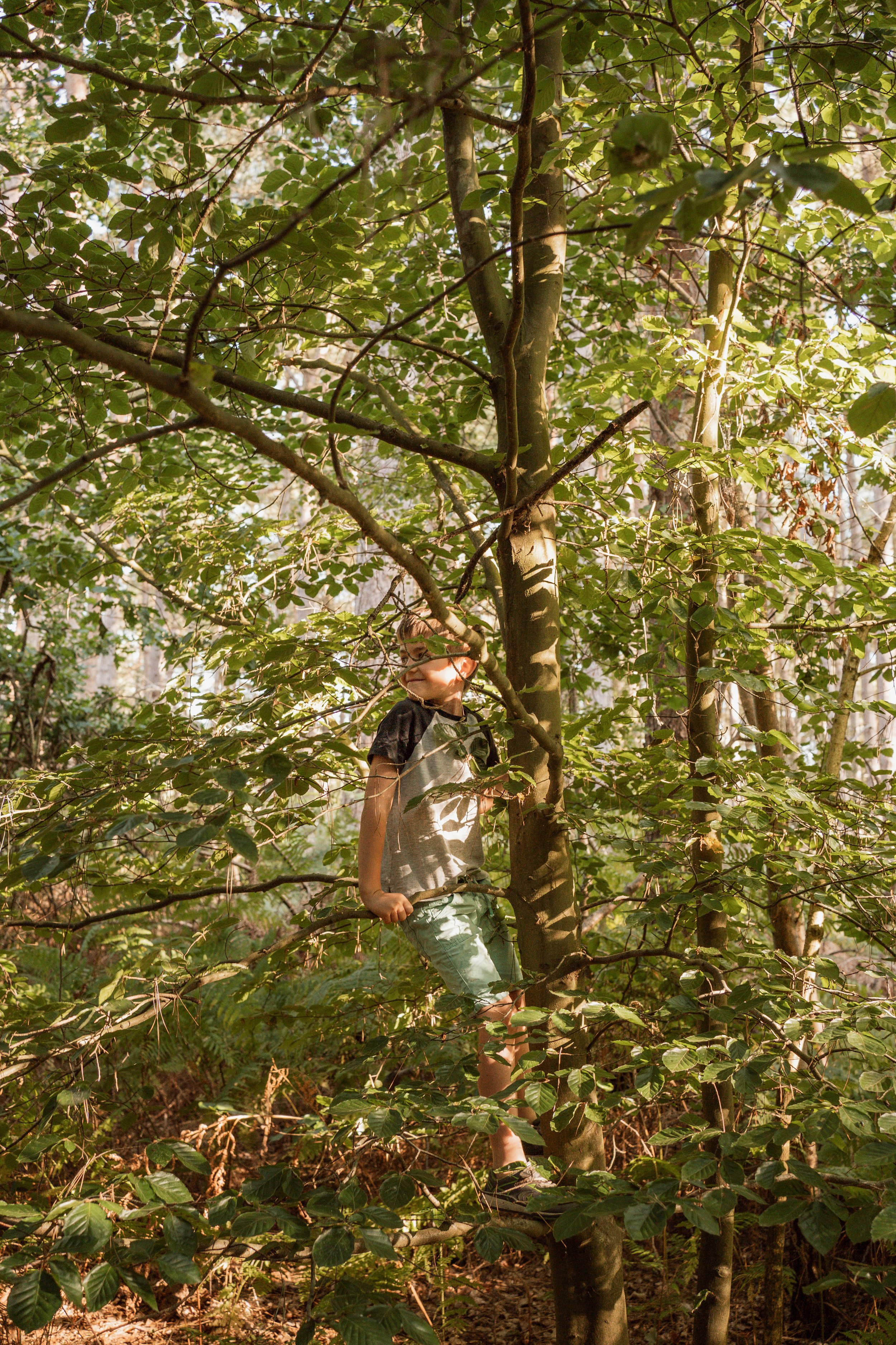 Boy climbing a tree in a wooded area with green leaves and sunlight filtering through.