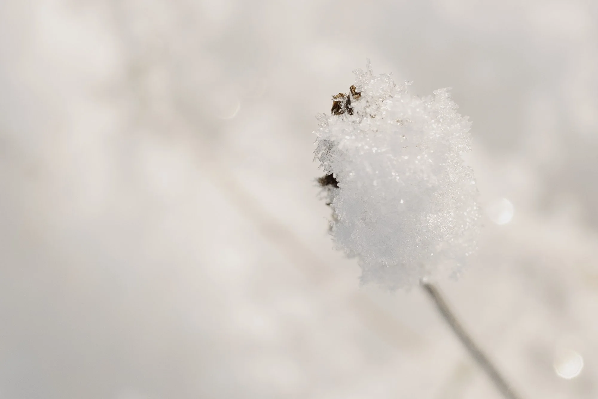 Close-up of a snow-covered plant branch with a frosty, icy surface and a blurred, white background.