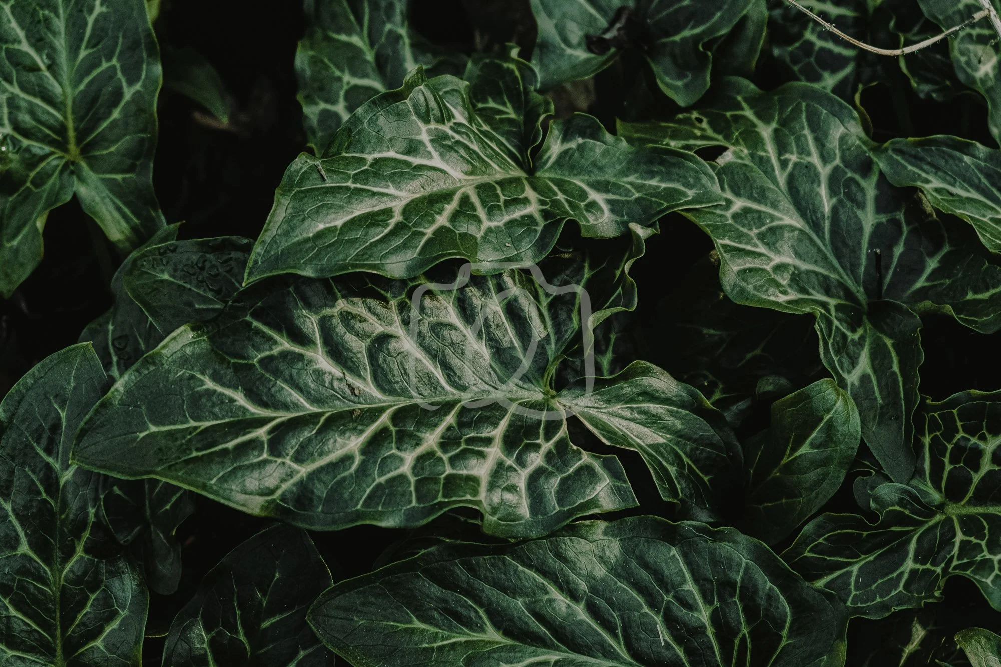 The Pattern of Peace