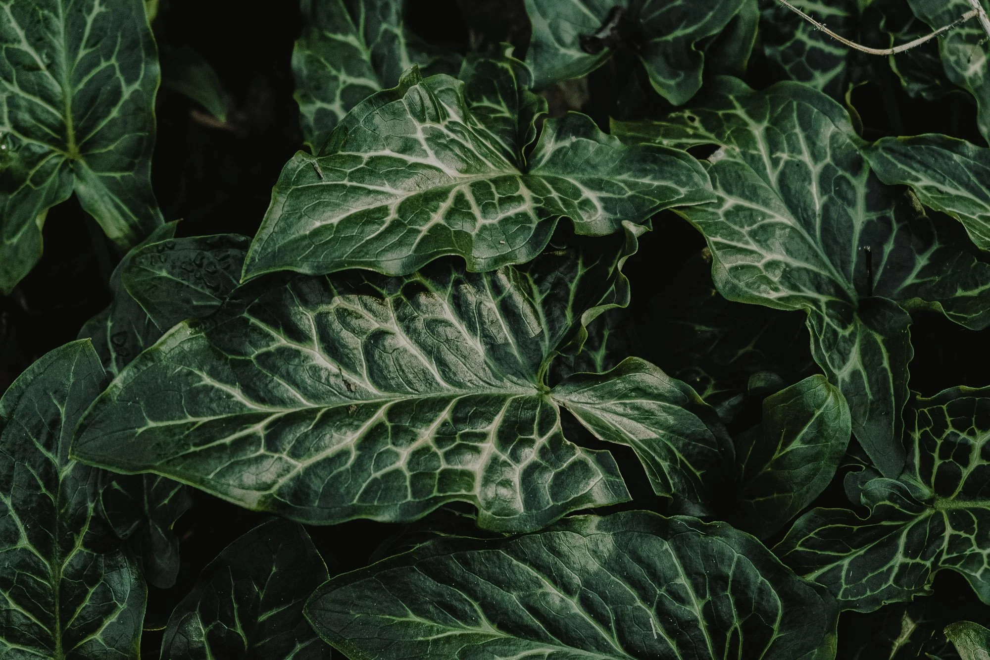 Close-up of dark green ivy leaves with prominent white veins.