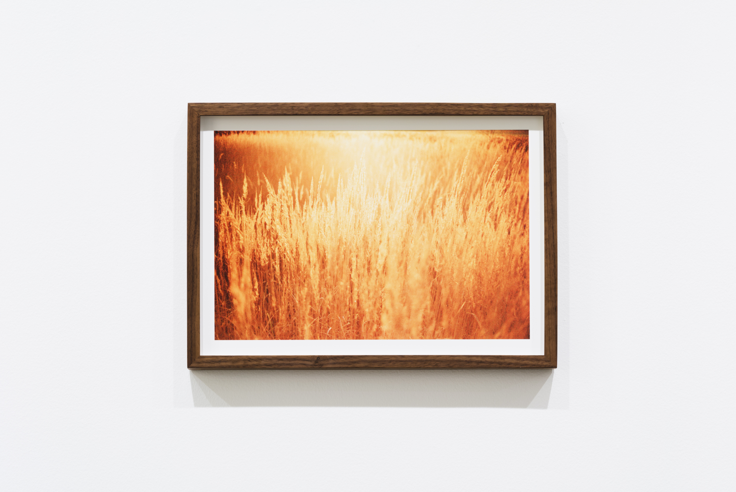 Close-up of a framed photograph of a golden wheat field with sunlight shining through the tall stalks, mounted on a white wall.