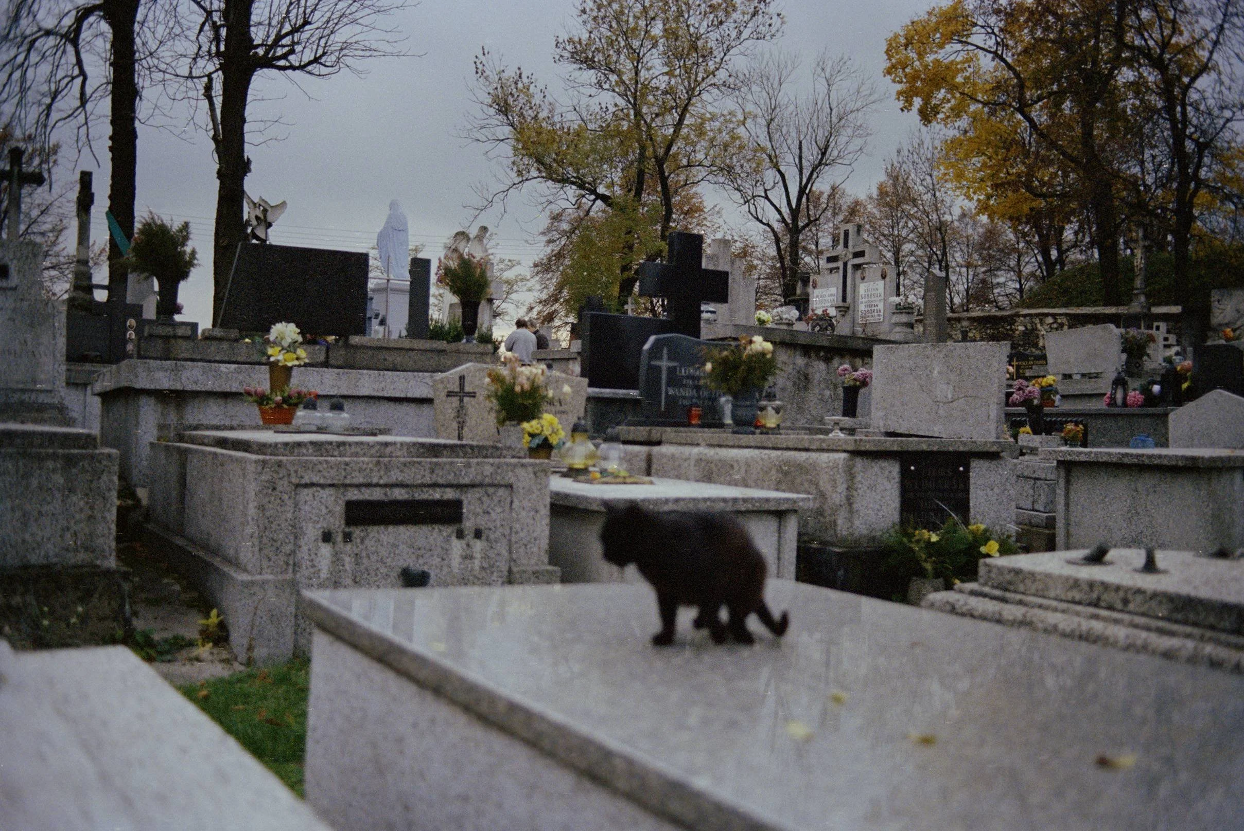 A small black dog standing on a concrete tomb in a cemetery with numerous gravestones decorated with flowers and candles. The scene is outdoors with leafless trees and overcast sky.