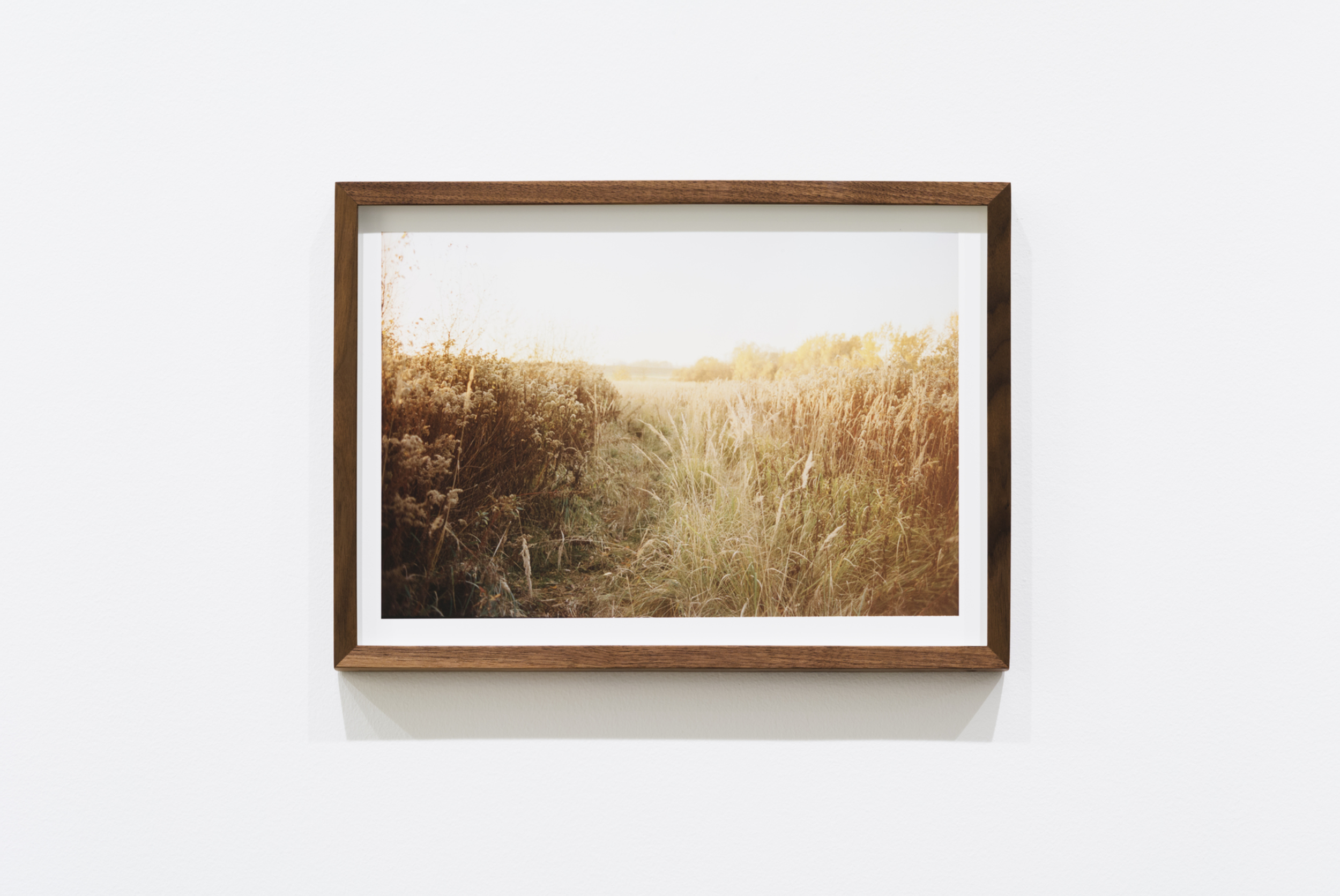Photograph of a grassy trail through a field on a sunny day, framed in wood and hung on a white wall.