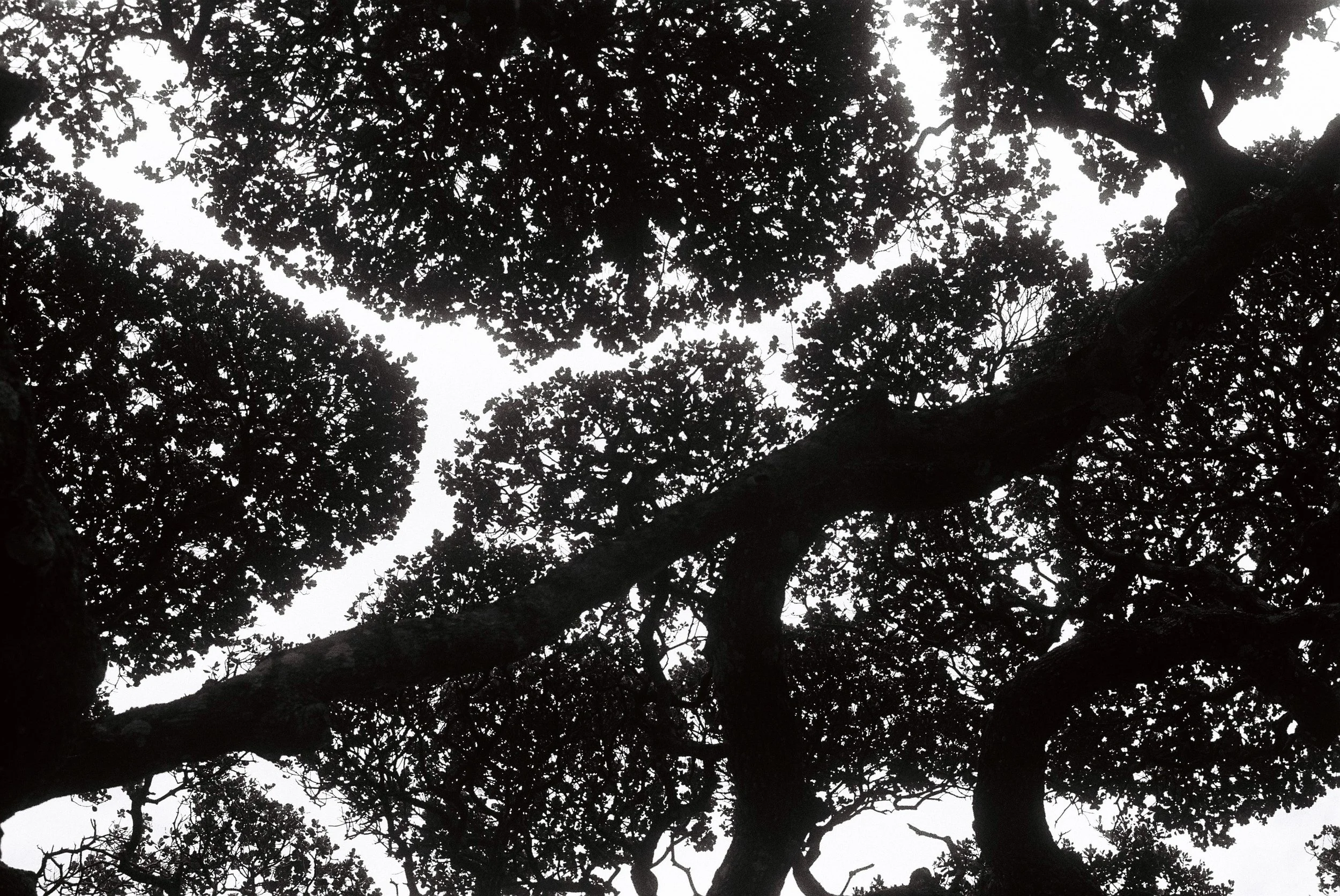 Silhouette of tree branches and leaves against a cloudy sky.