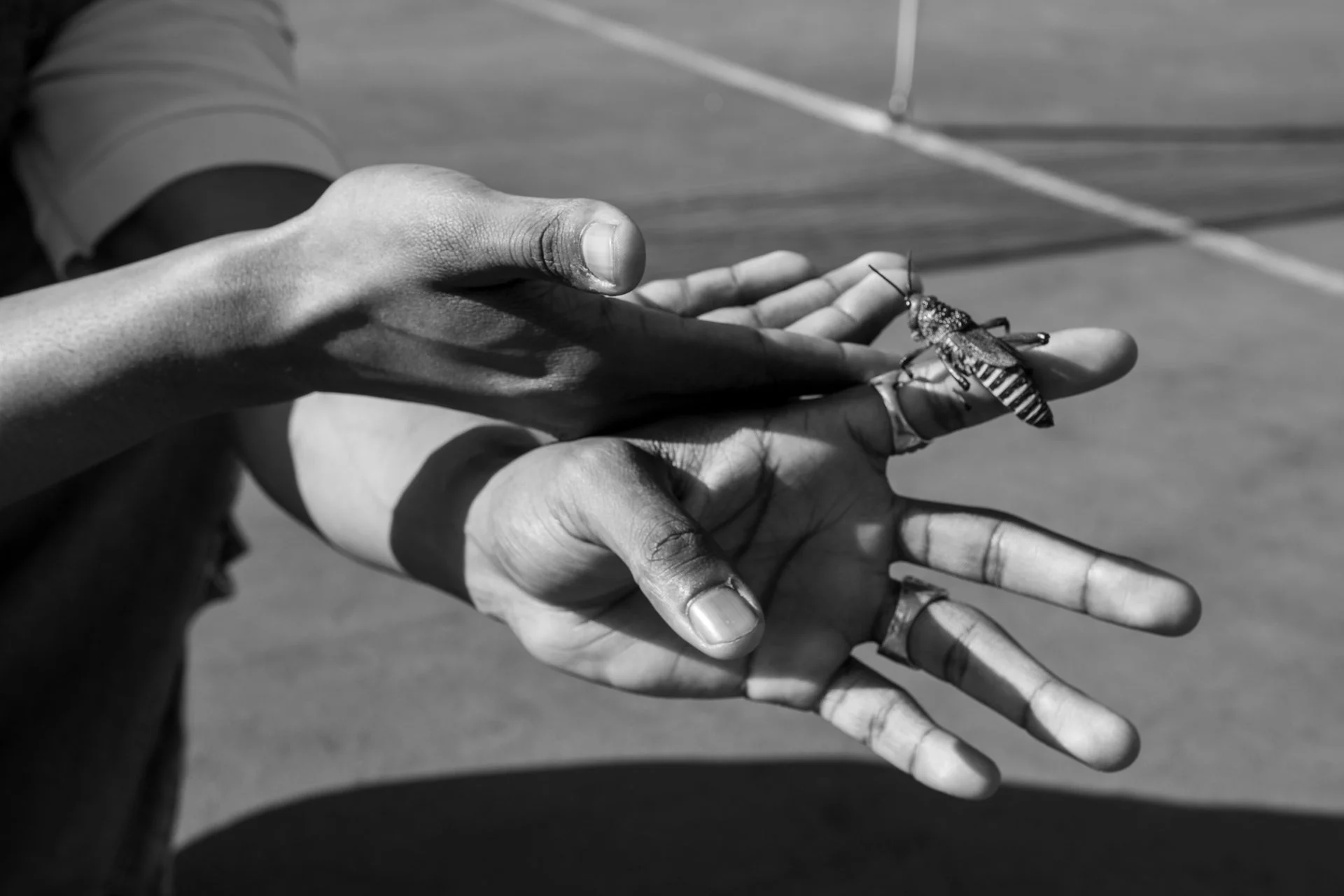 A black and white photo of two hands gently holding a cicada insect.