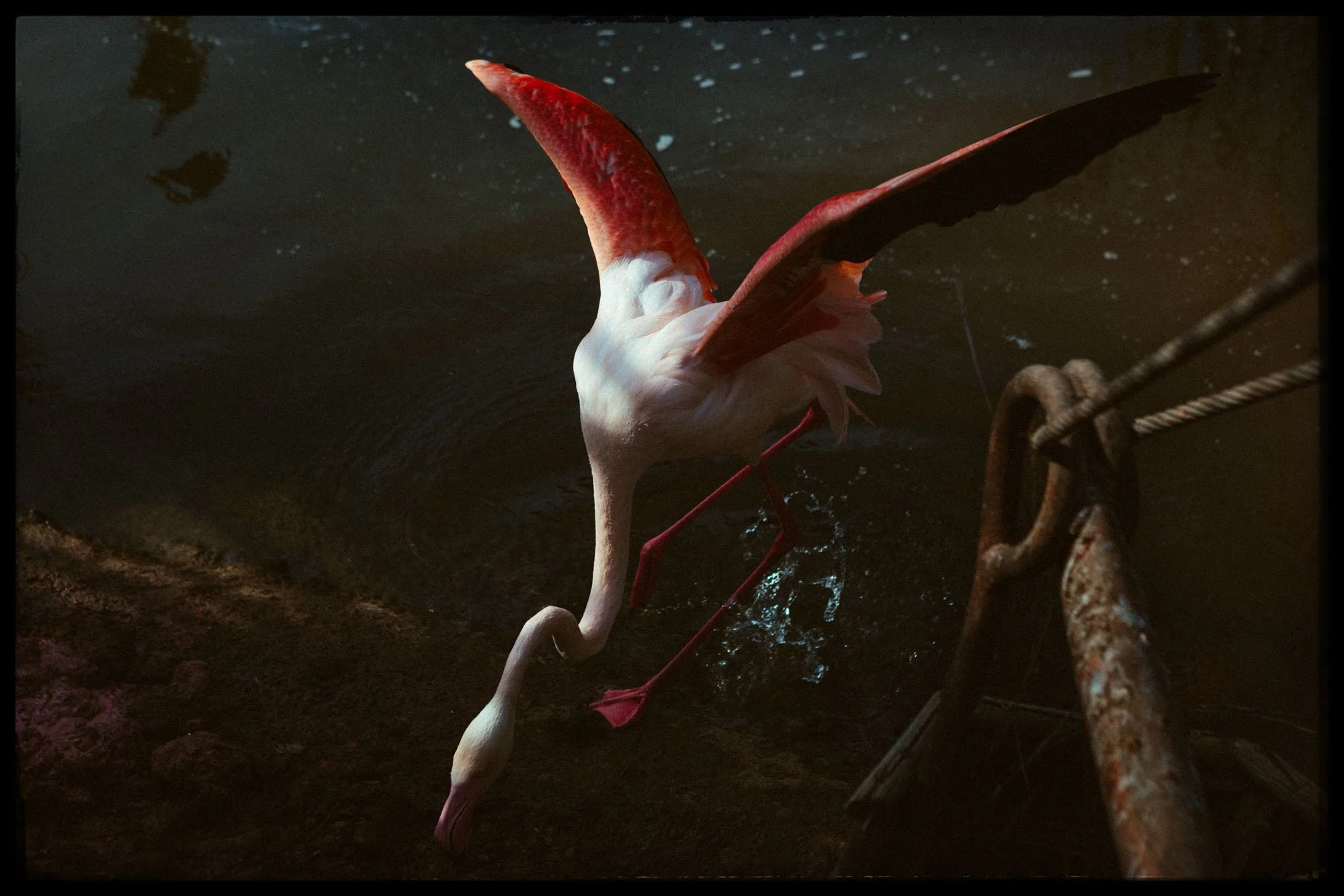 A flamingo standing in shallow water near a rusty structure, with its head lowered towards the ground.