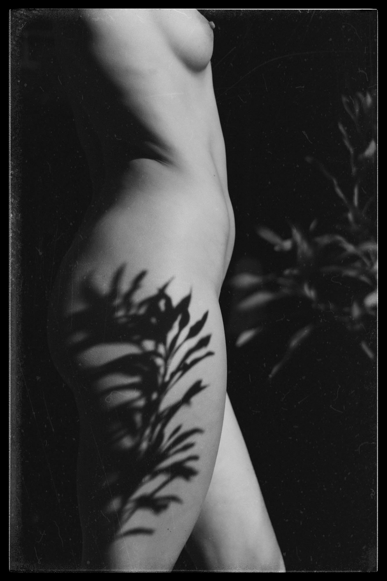 Black and white photograph of a person's nude torso, with a shadow of a plant's leaves cast across their side.