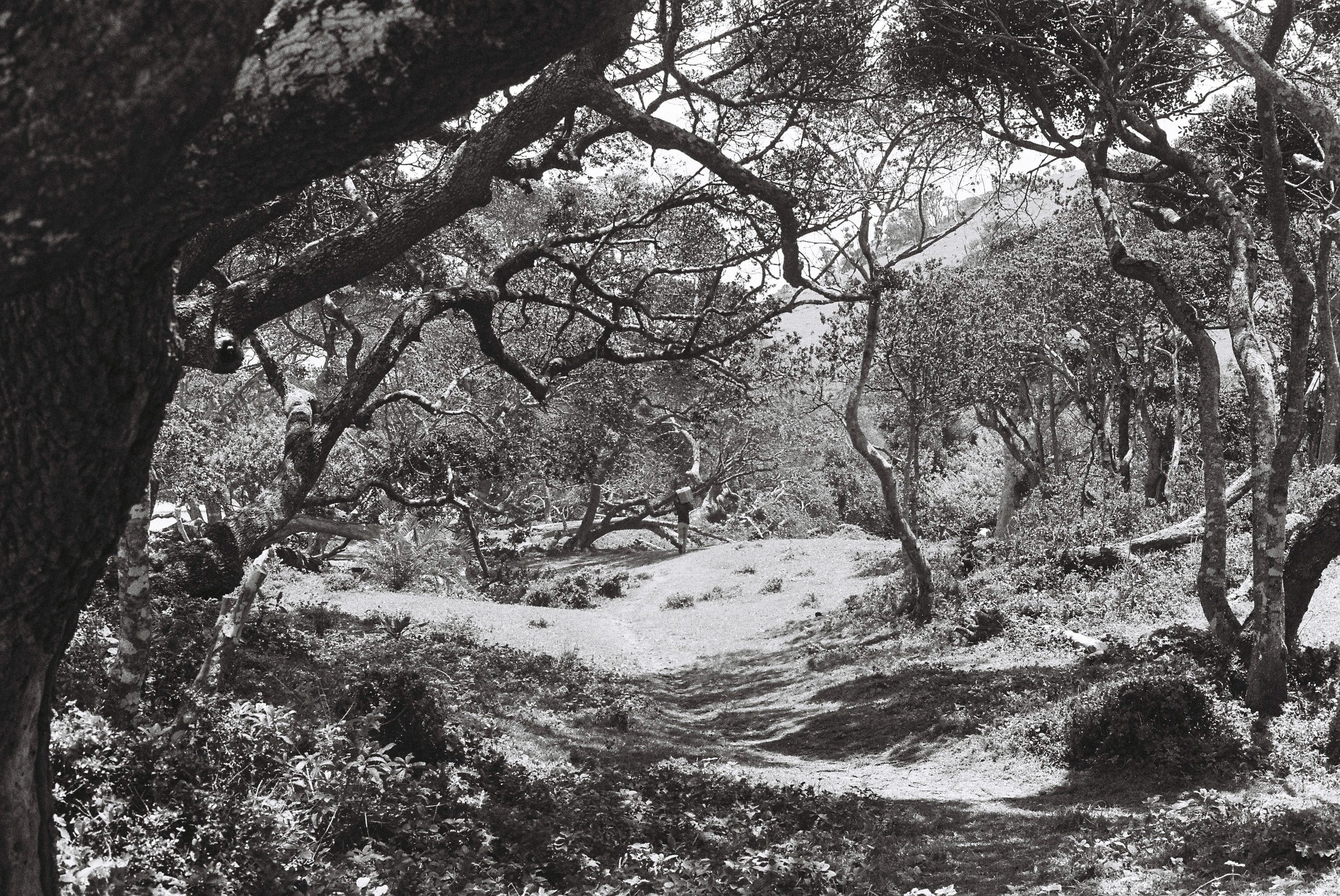 A snowy forest landscape with twisting trees and a small pathway in the foreground, captured in black and white.