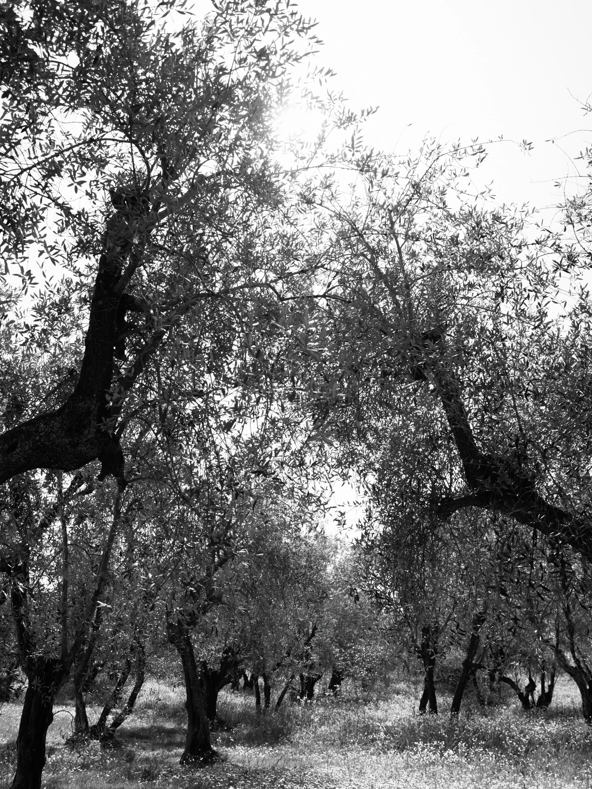 Tuscan hills and olive groves.
Sometimes that is all you need 🇮🇹

Tuscany wedding 
Italy destination wedding
Editorial wedding photography