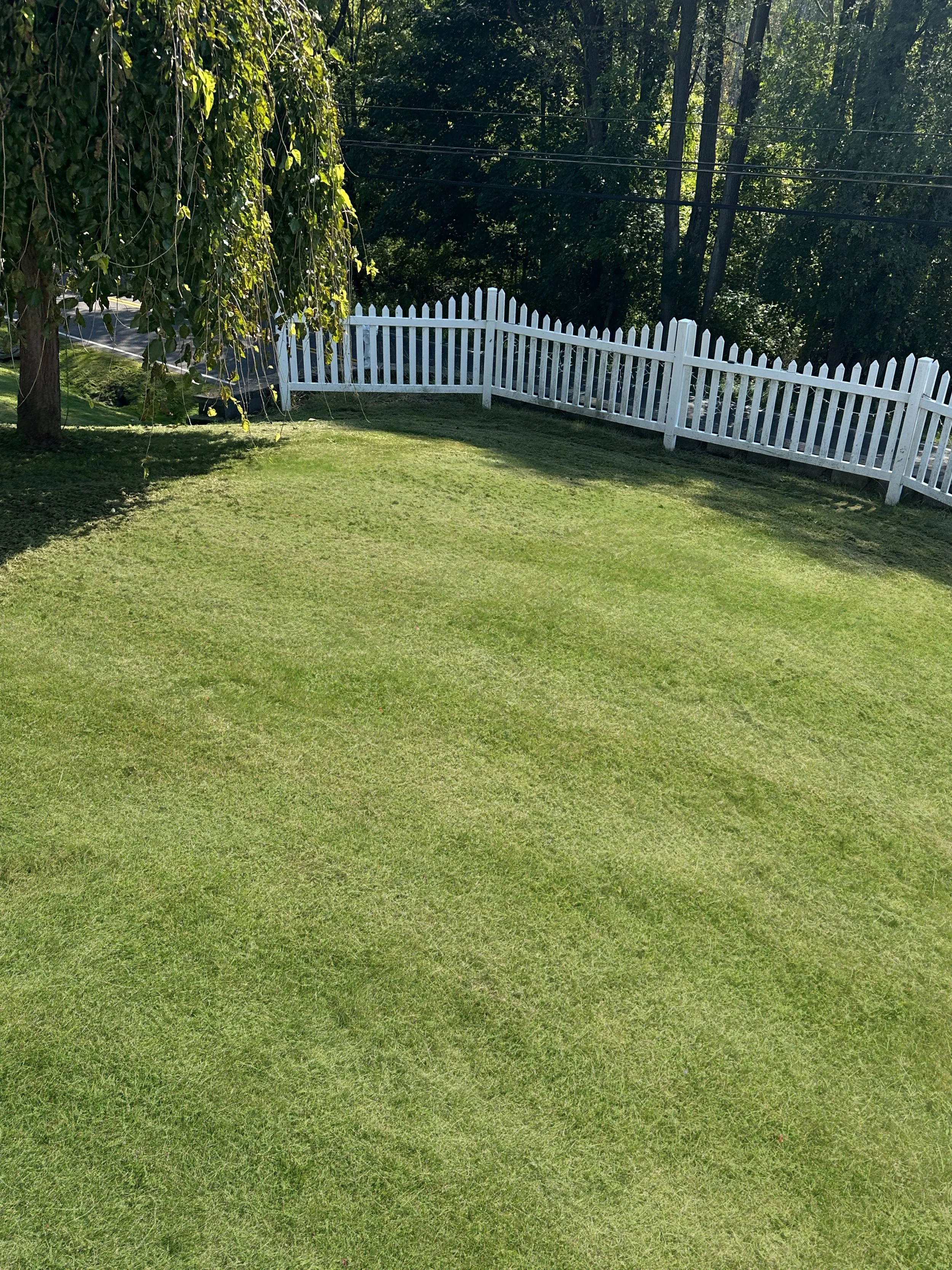 Lawn 14.jpg