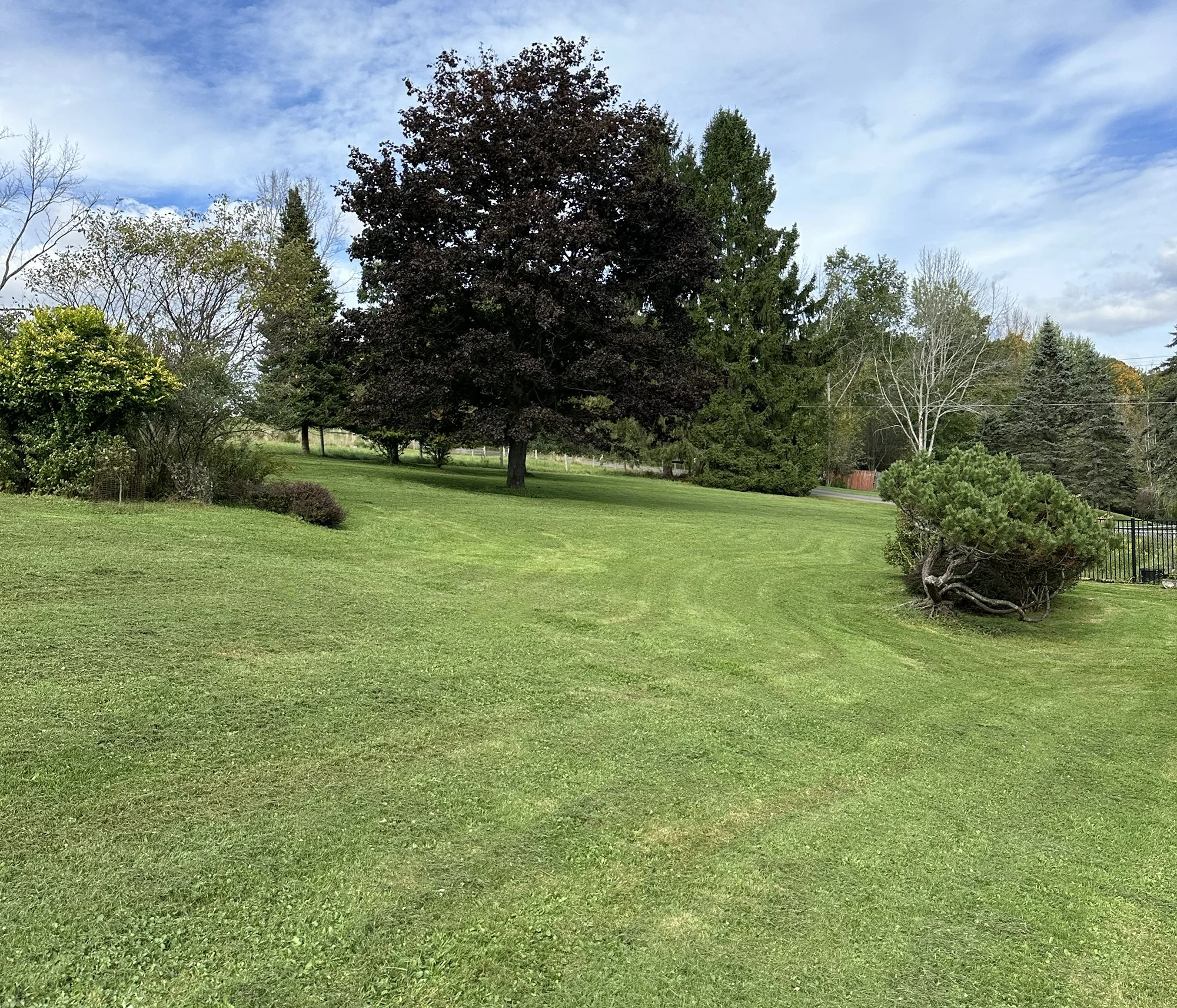 Lawn 12.jpg