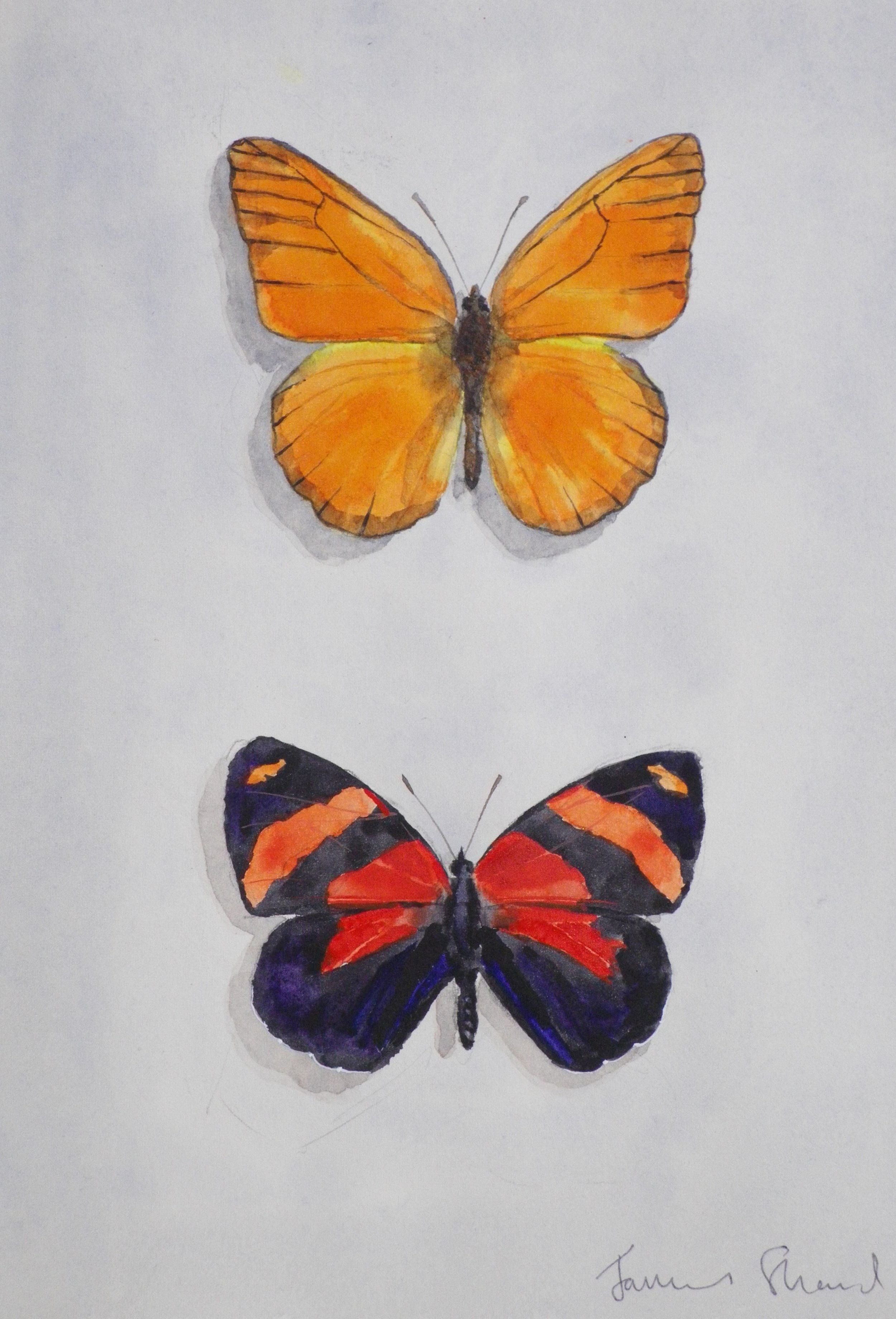 Watercolor painting of two butterflies, one orange and the other with red and purple wings, arranged vertically on a white background, with a signature at the bottom right.