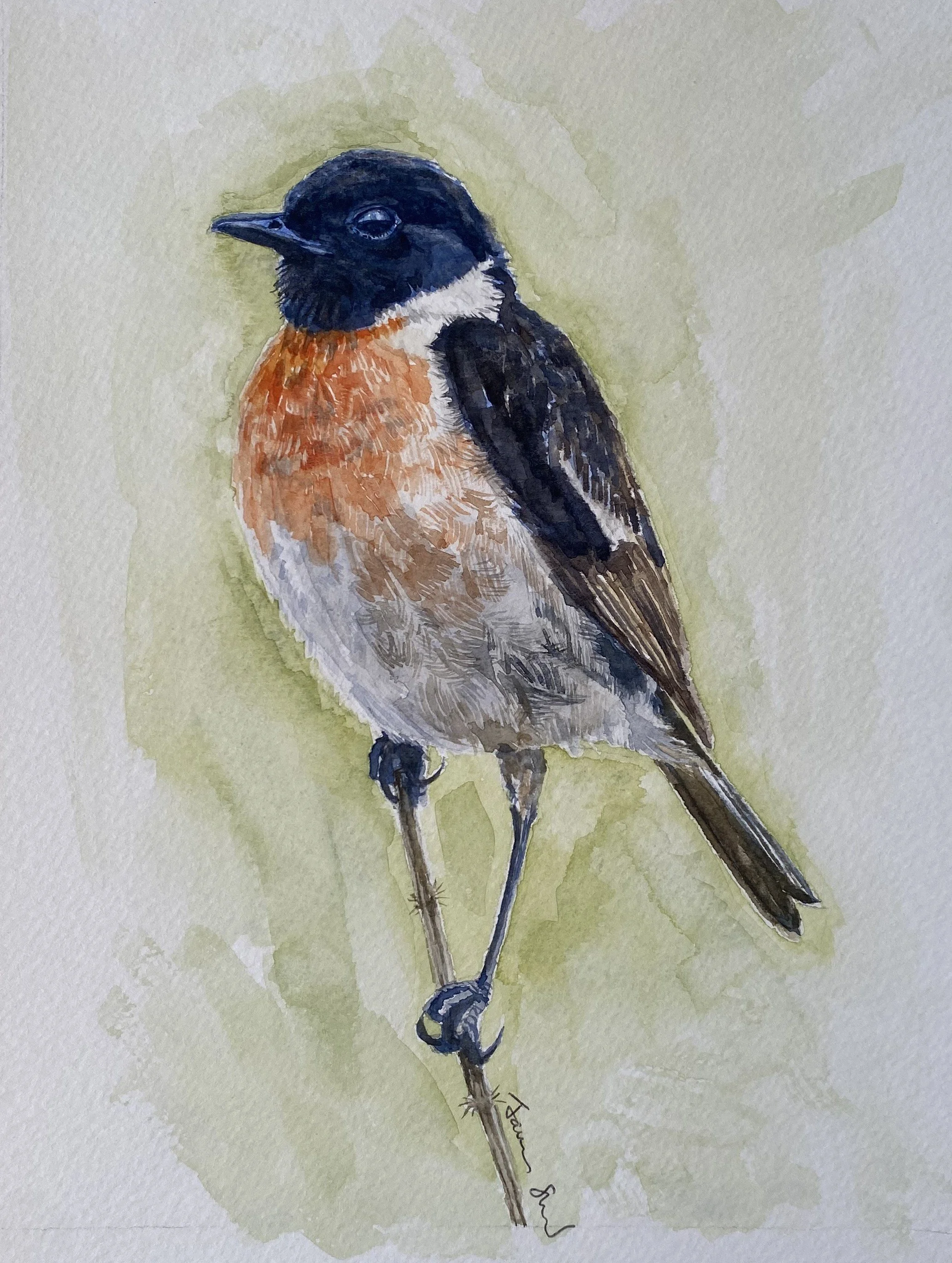 Stonechat